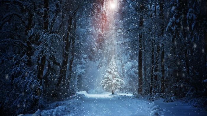 forest winter christmas tree snowy uhd snowfall 9 2k 4k 5k 8k