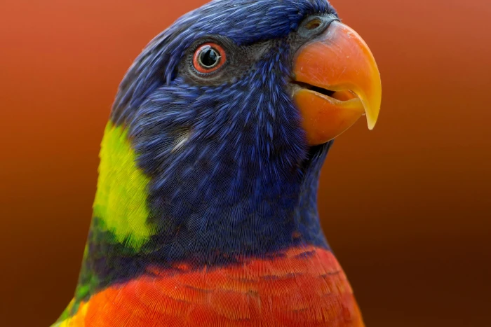Close up Photo of Parakeet 2k