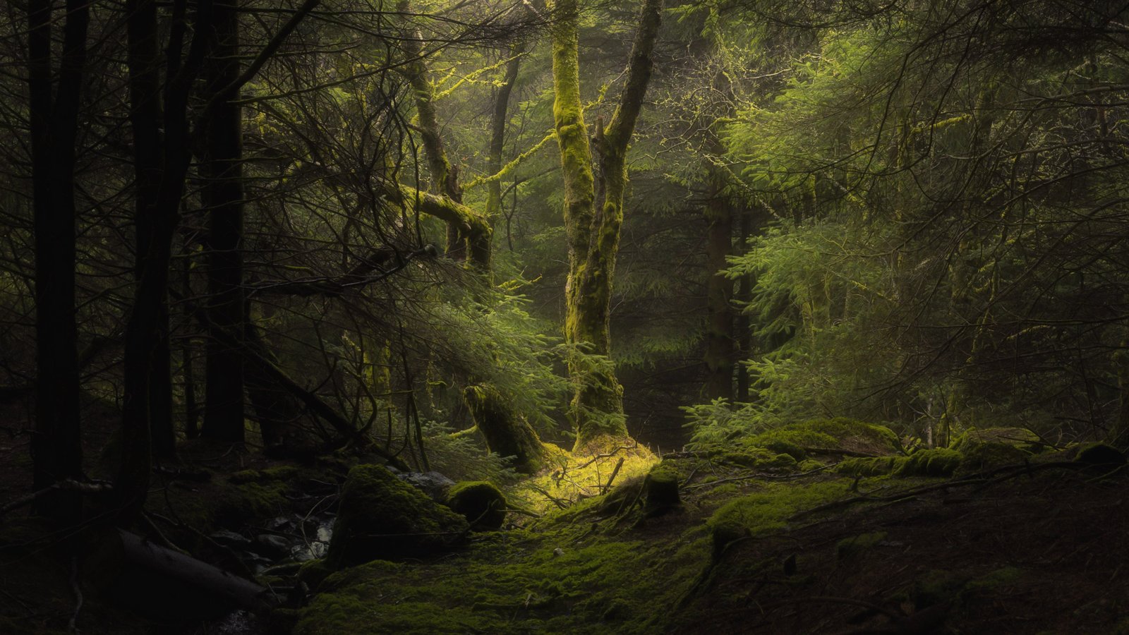 Along The Forest Path 2k