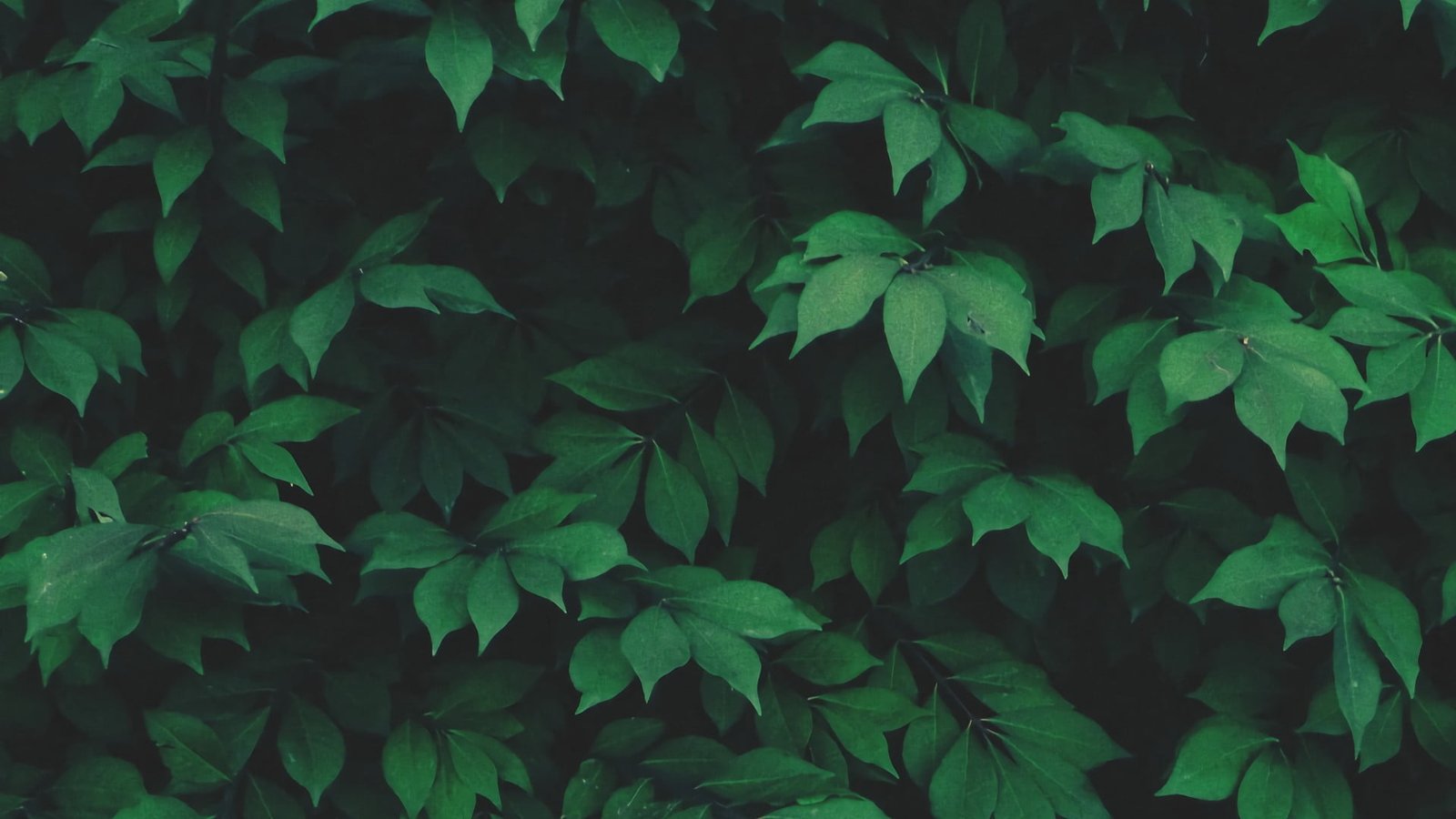 green leafed plant leaf nature solo plants leaves