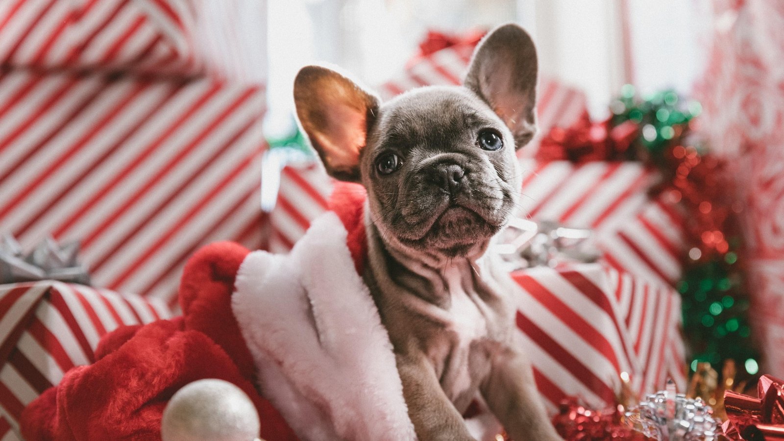 dog christmas holidays cute puppy animal decoration 2k