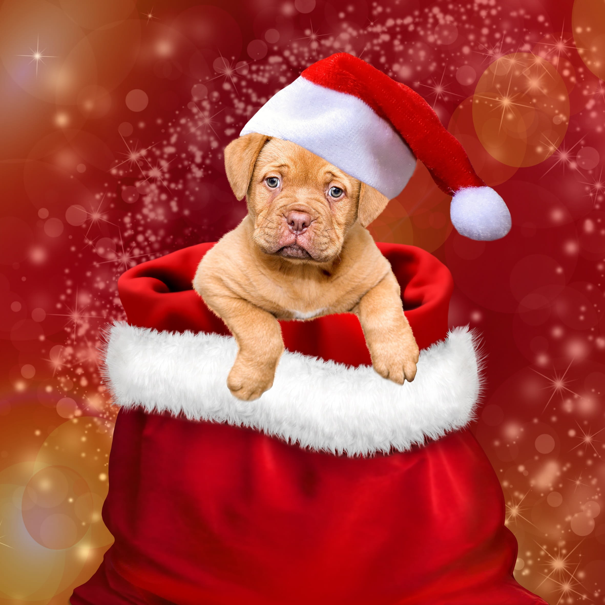 dog wearing Christmas hat wallpaper gifts dogs christmas 2k