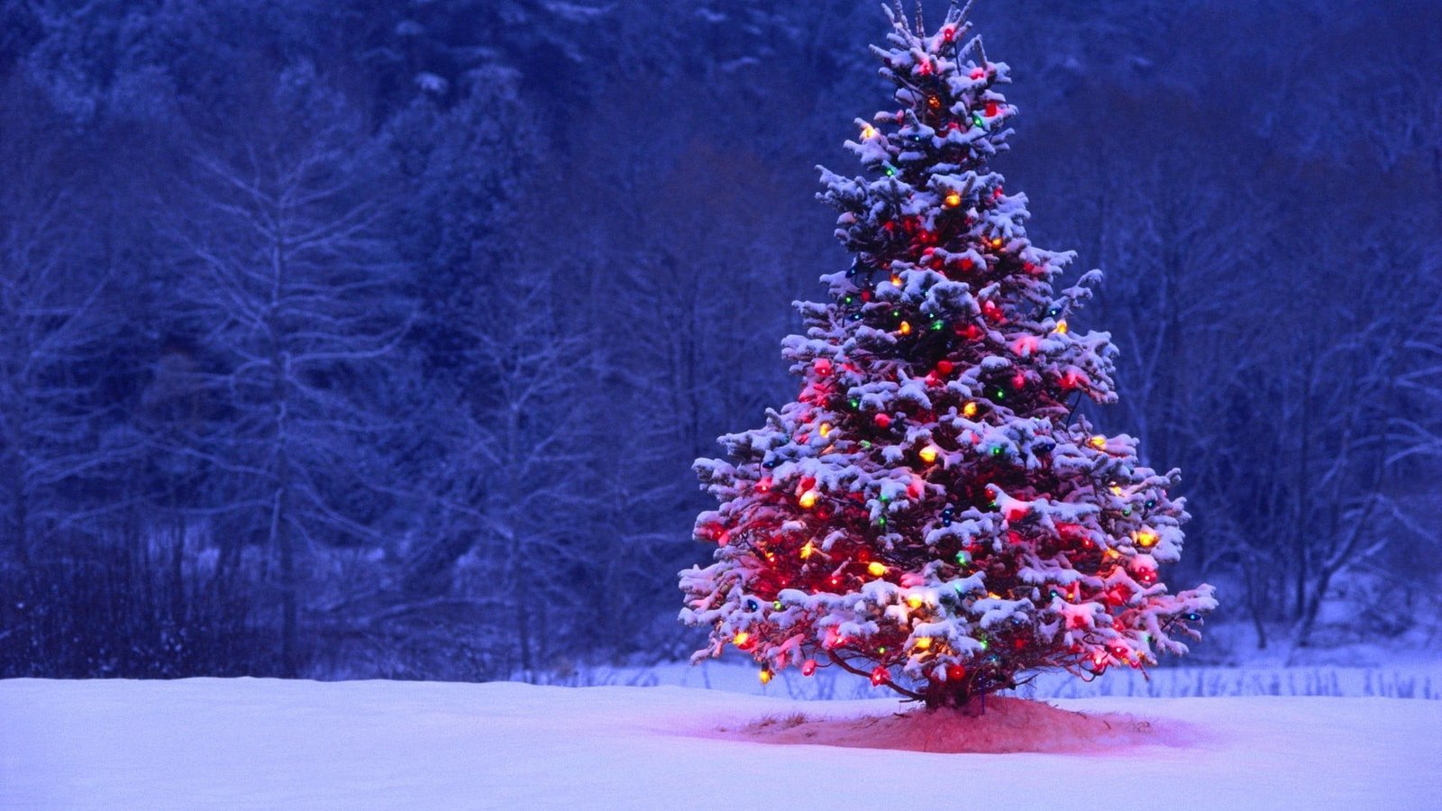 pine tree Christmas Tree winter snow season nature