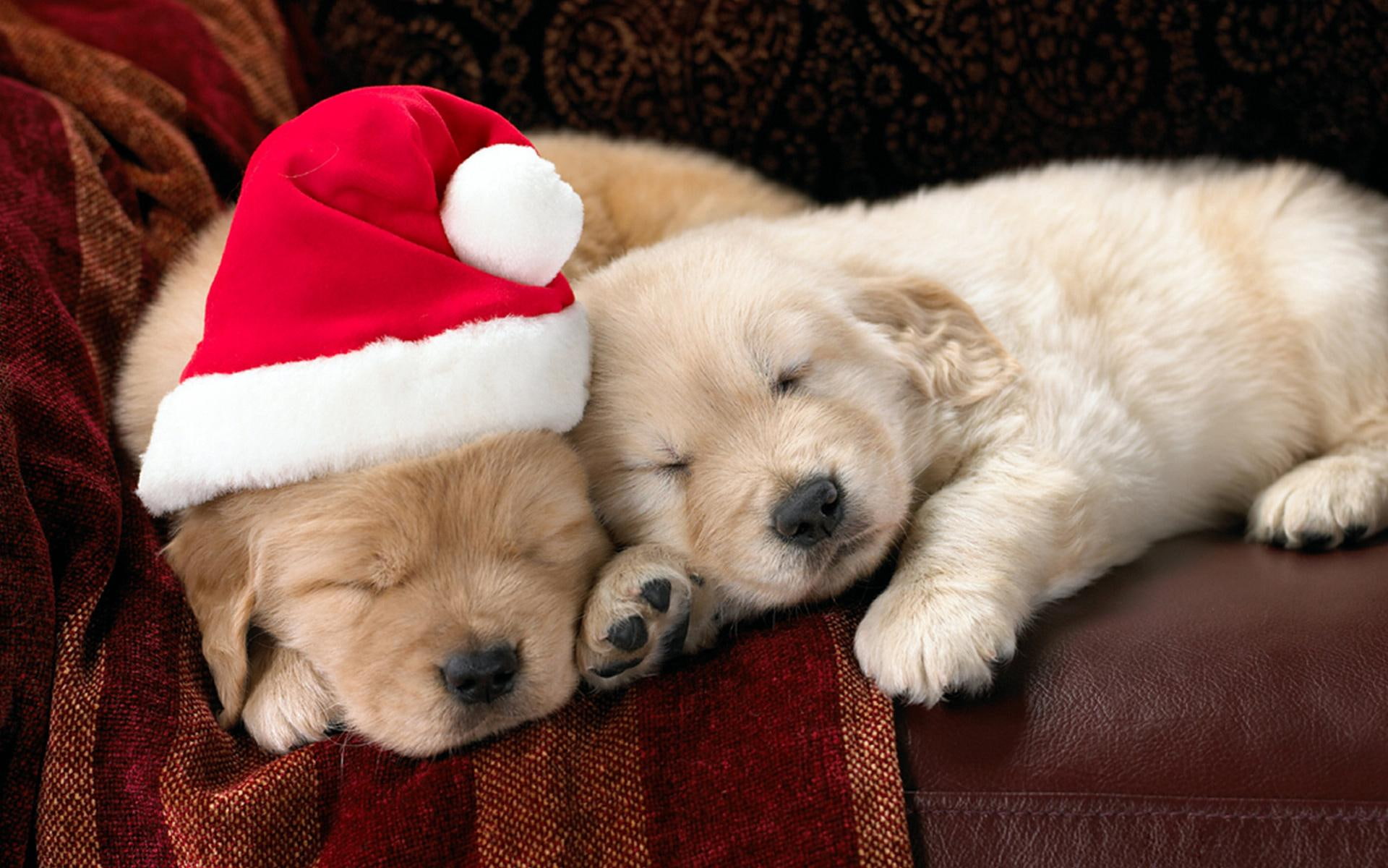 Santa Puppy animals dogs christmas sofa sleepy