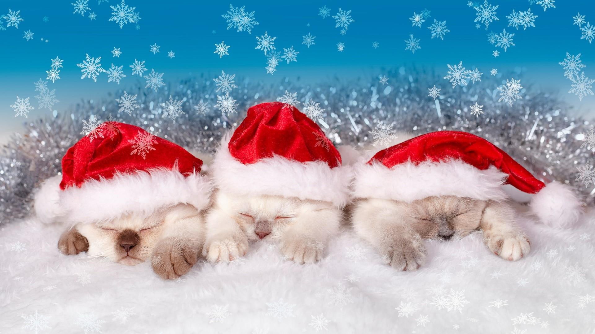 winter snow kitten christmas cat santa claus costume