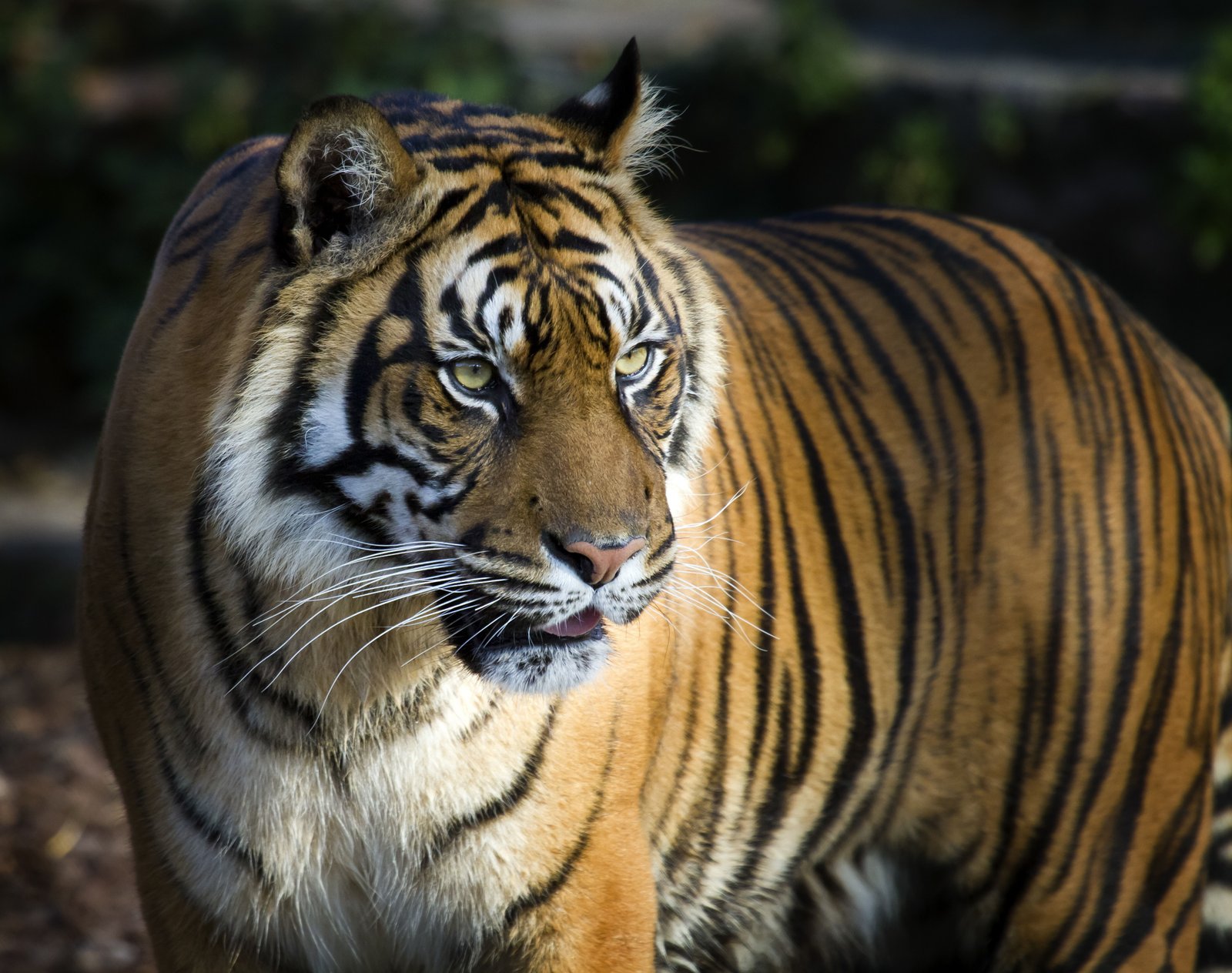 Bengal Tiger Big animal themes one 2k 4k 5k 8k