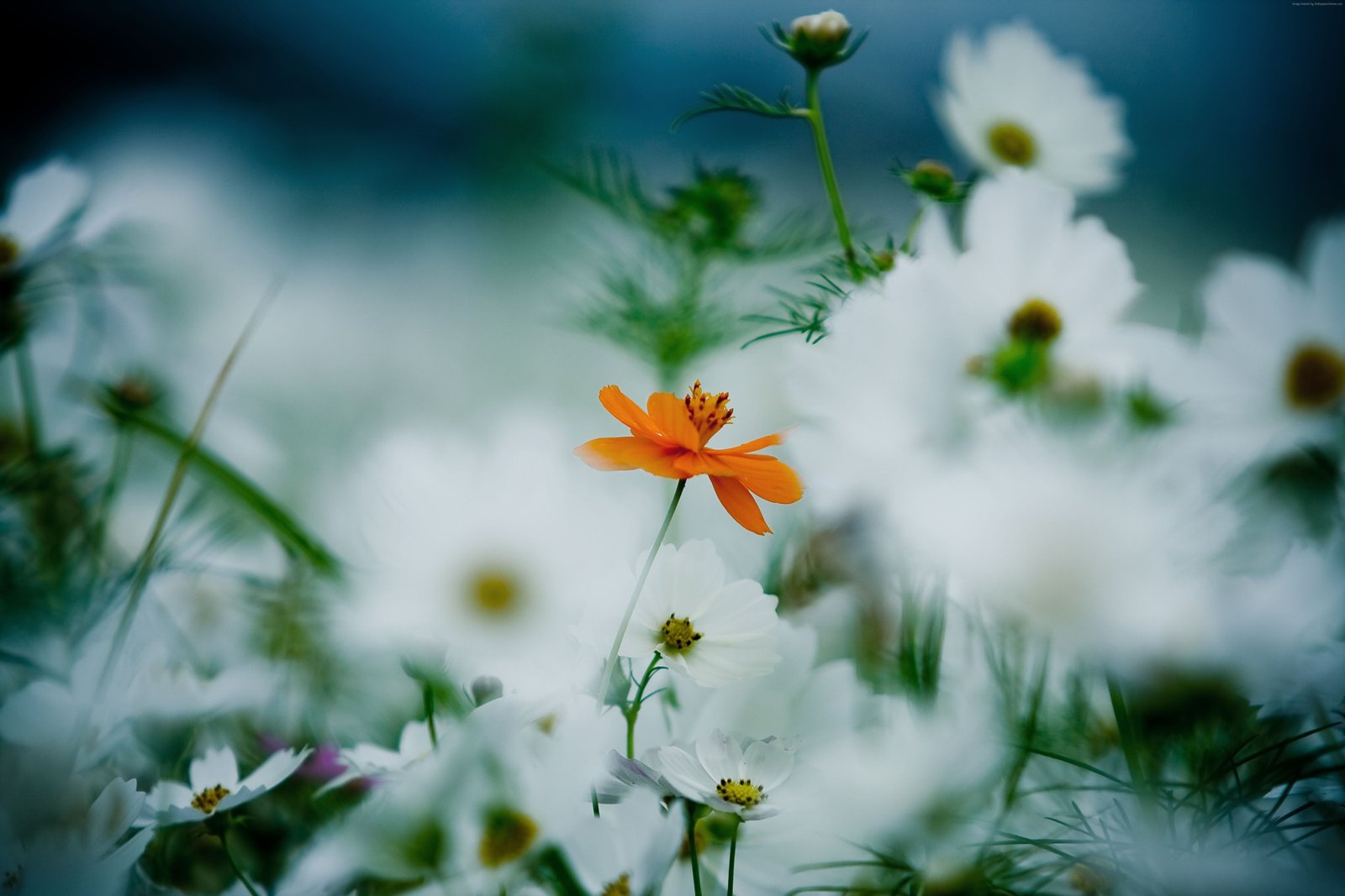 Flowers daisies orange white cosmos flower 2k 4k 5k
