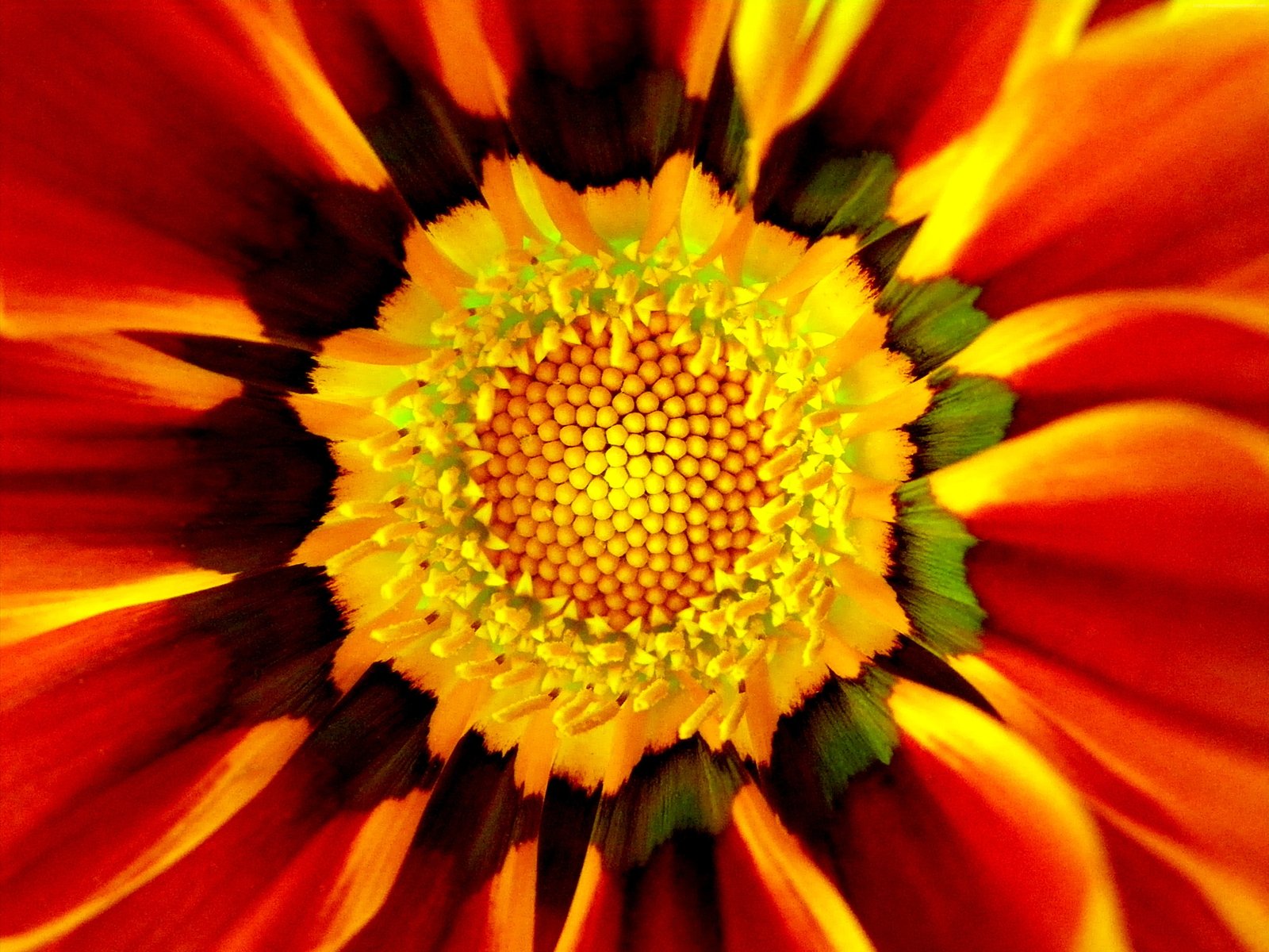 flowers Saffron macro 2k 4k