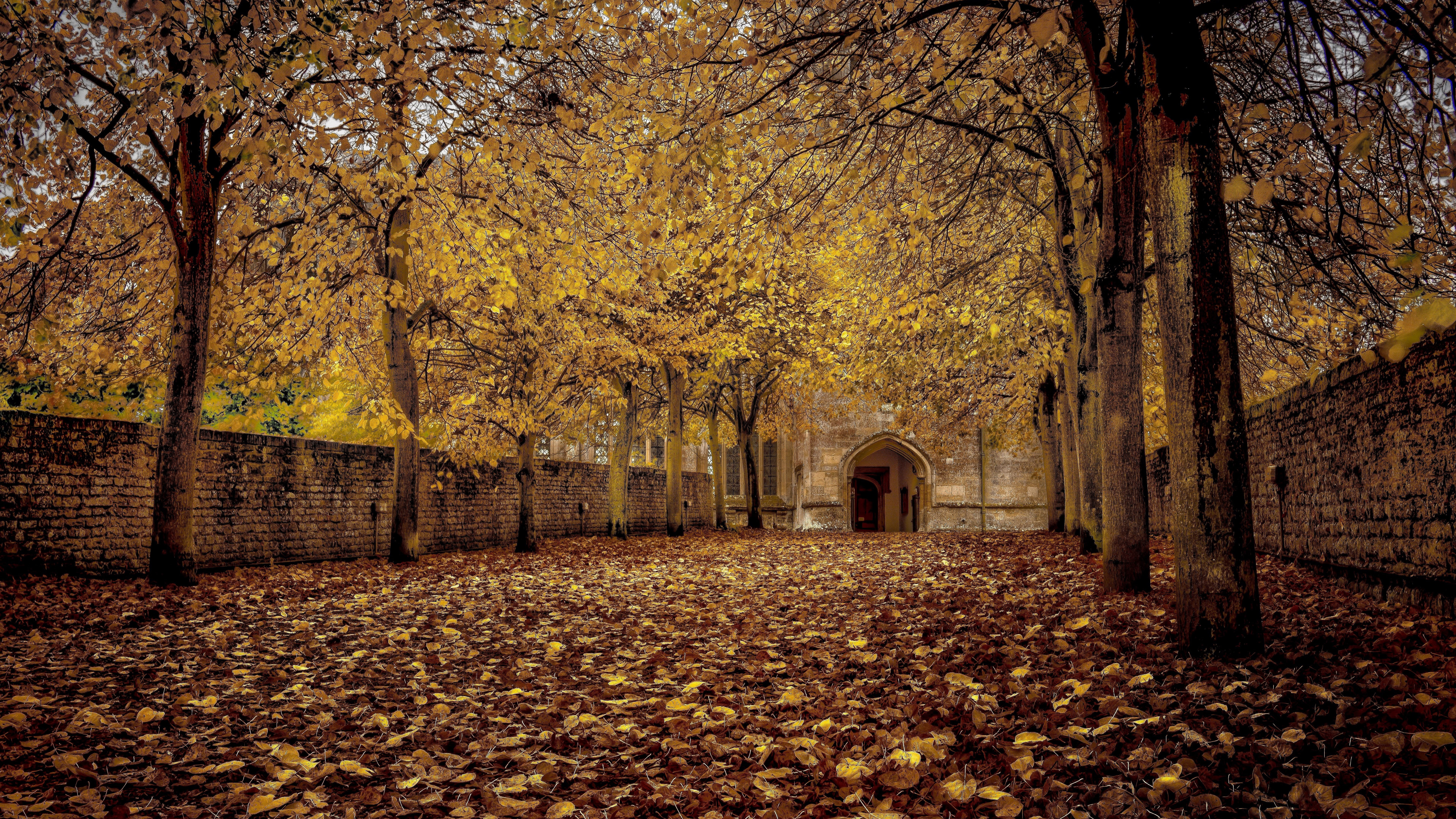 landscape hd tree plant autumn change part leaf 2k 4k 5k 8k