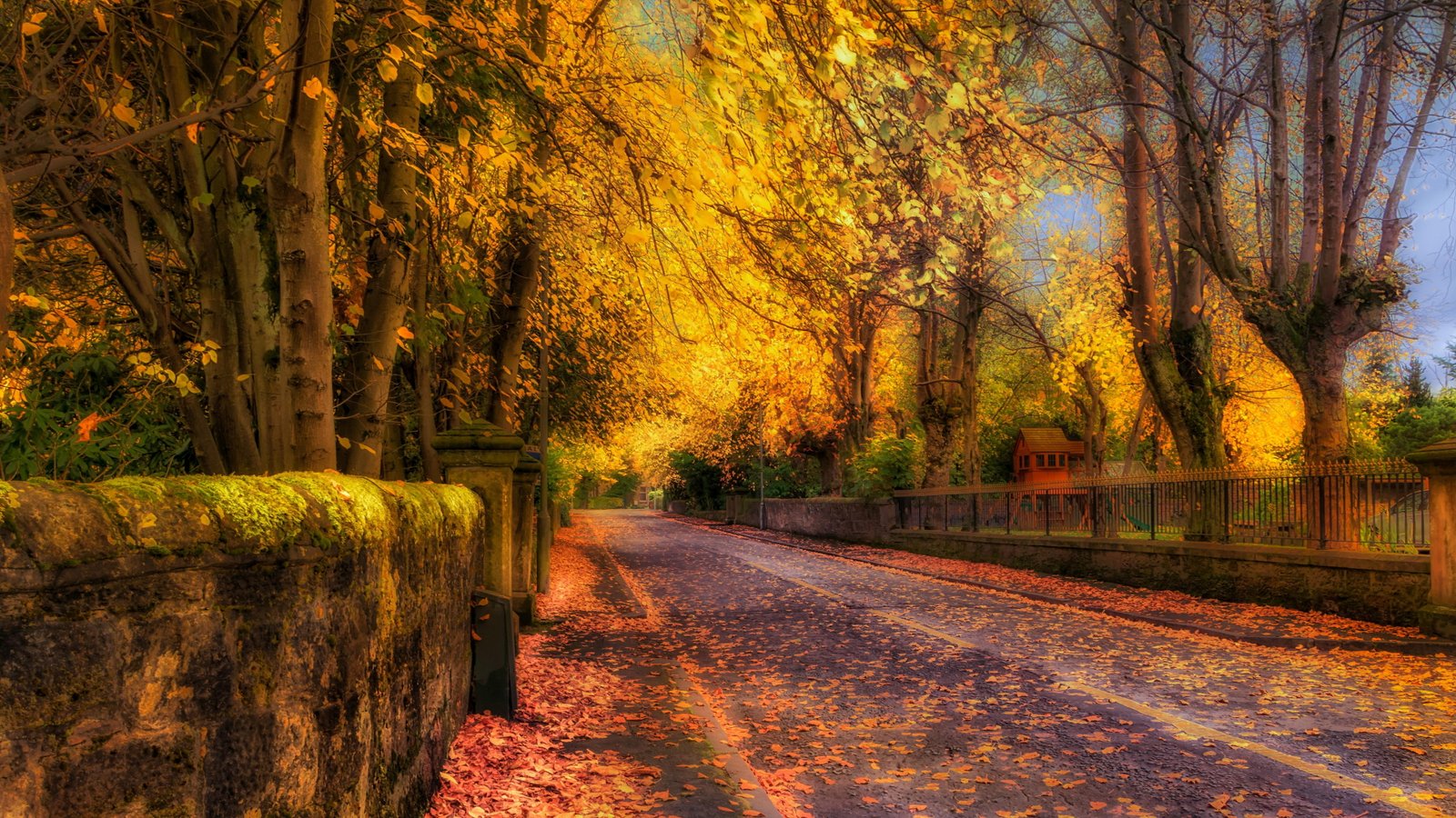 nature image tree plant autumn the way forward direction 2k 4k 5k 8k