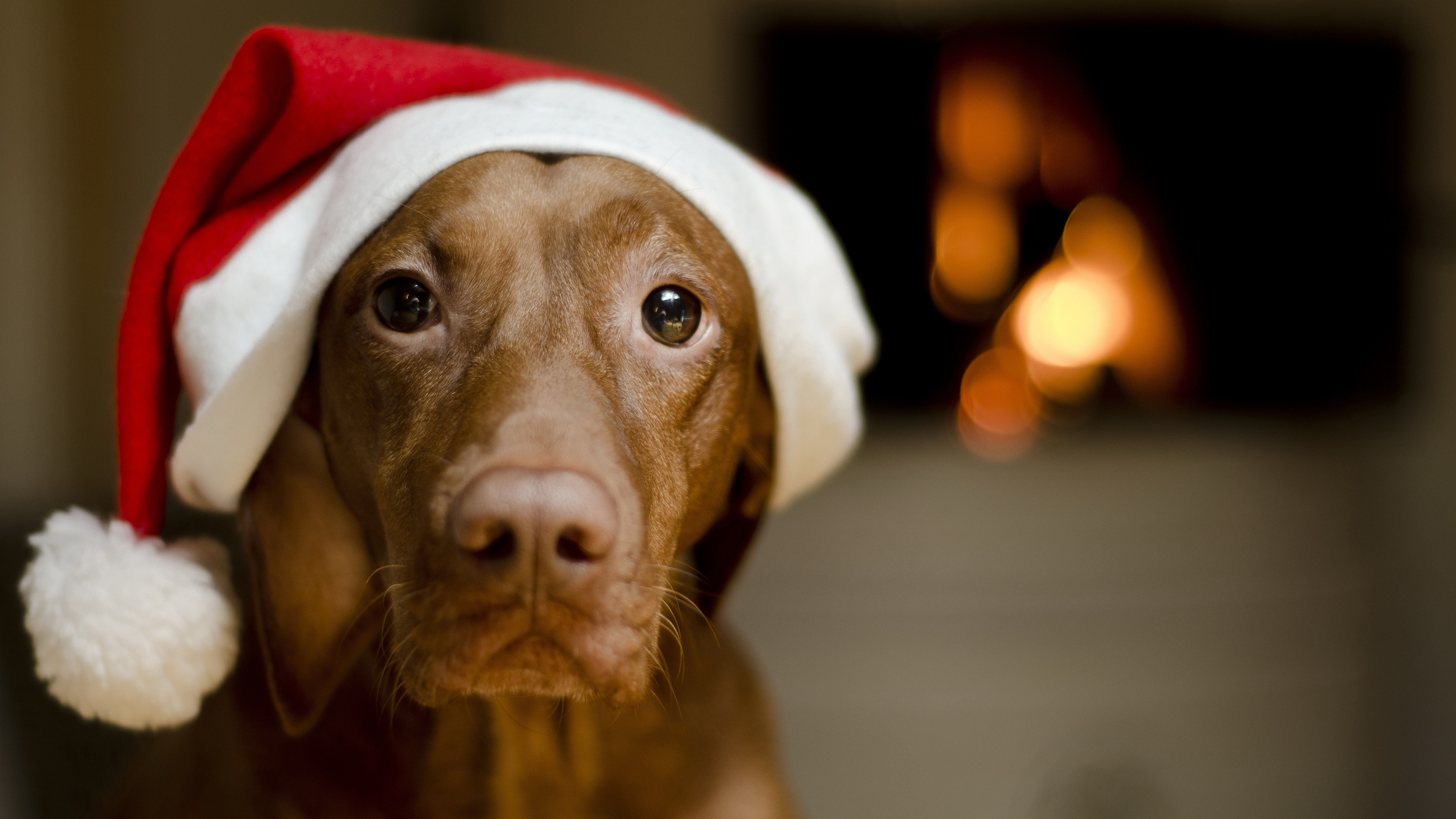 christmas vizsla dog image canine one animal themes 2k 4k 5k 8k
