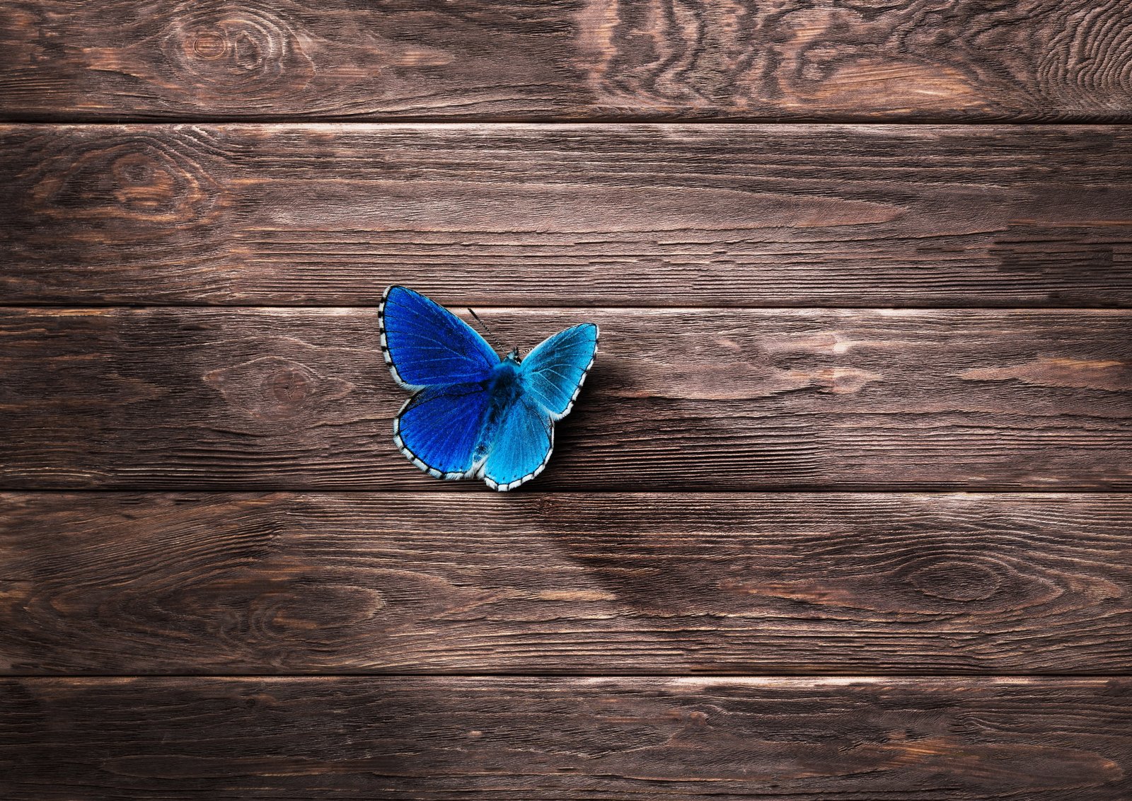 Blue Wood Butterfly 2k 4k 5k