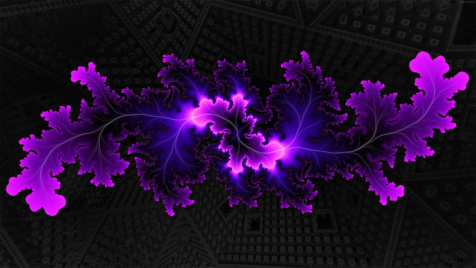 design Fractal flower flowering plant vulnerability 2k 4k 5k 8k