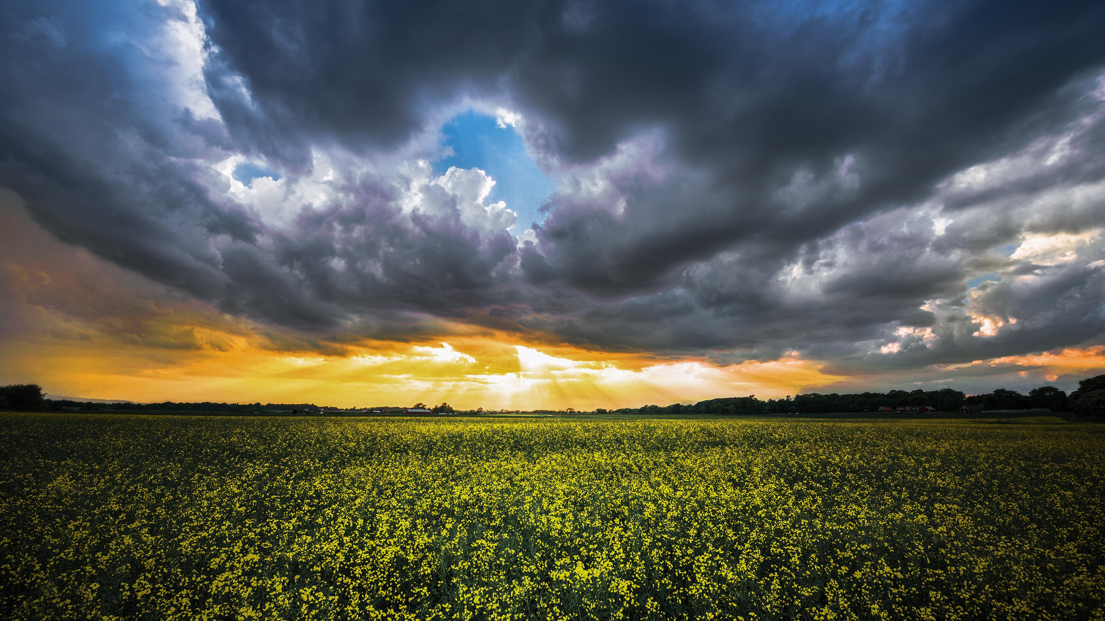Where the Yellow Fields are Swaying