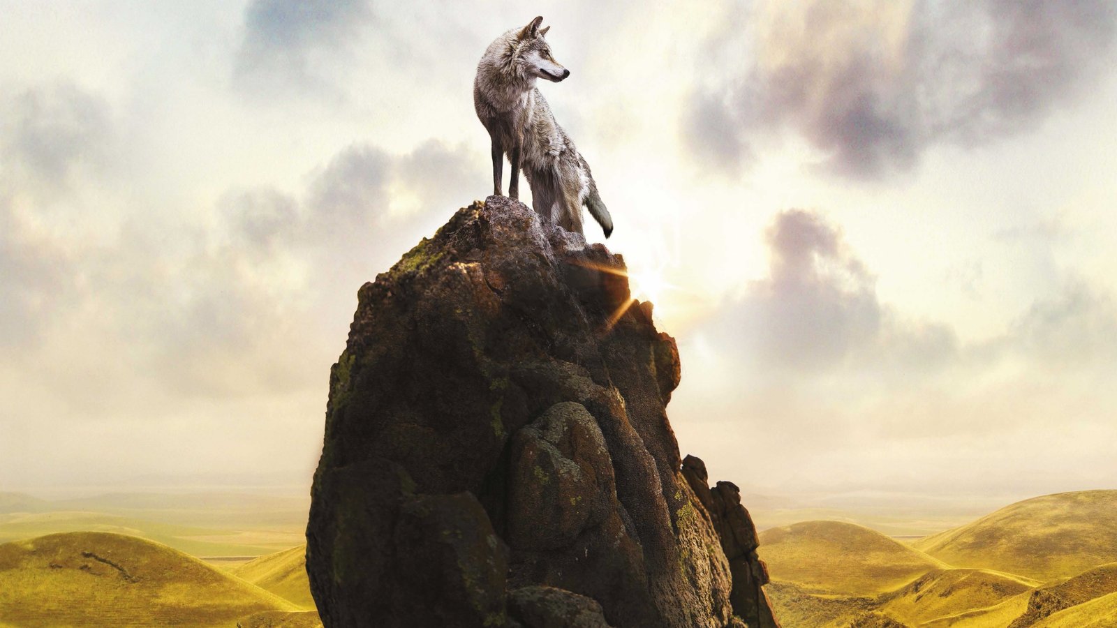 Le Dernier loup Fox 2k 4k 5k 8k