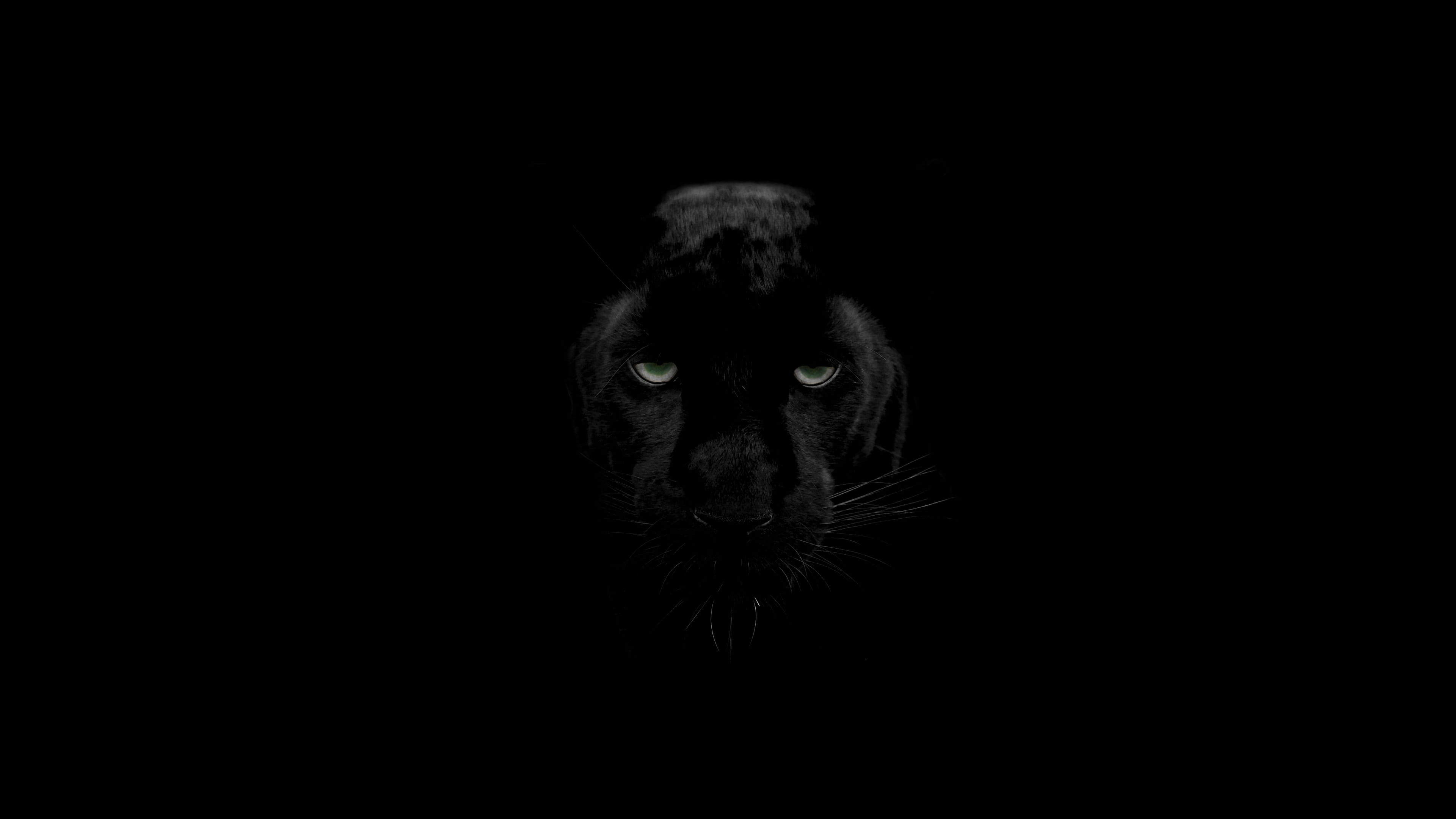 monochrome dark wildlife nature animals eye panther animal portrait 2k 4k