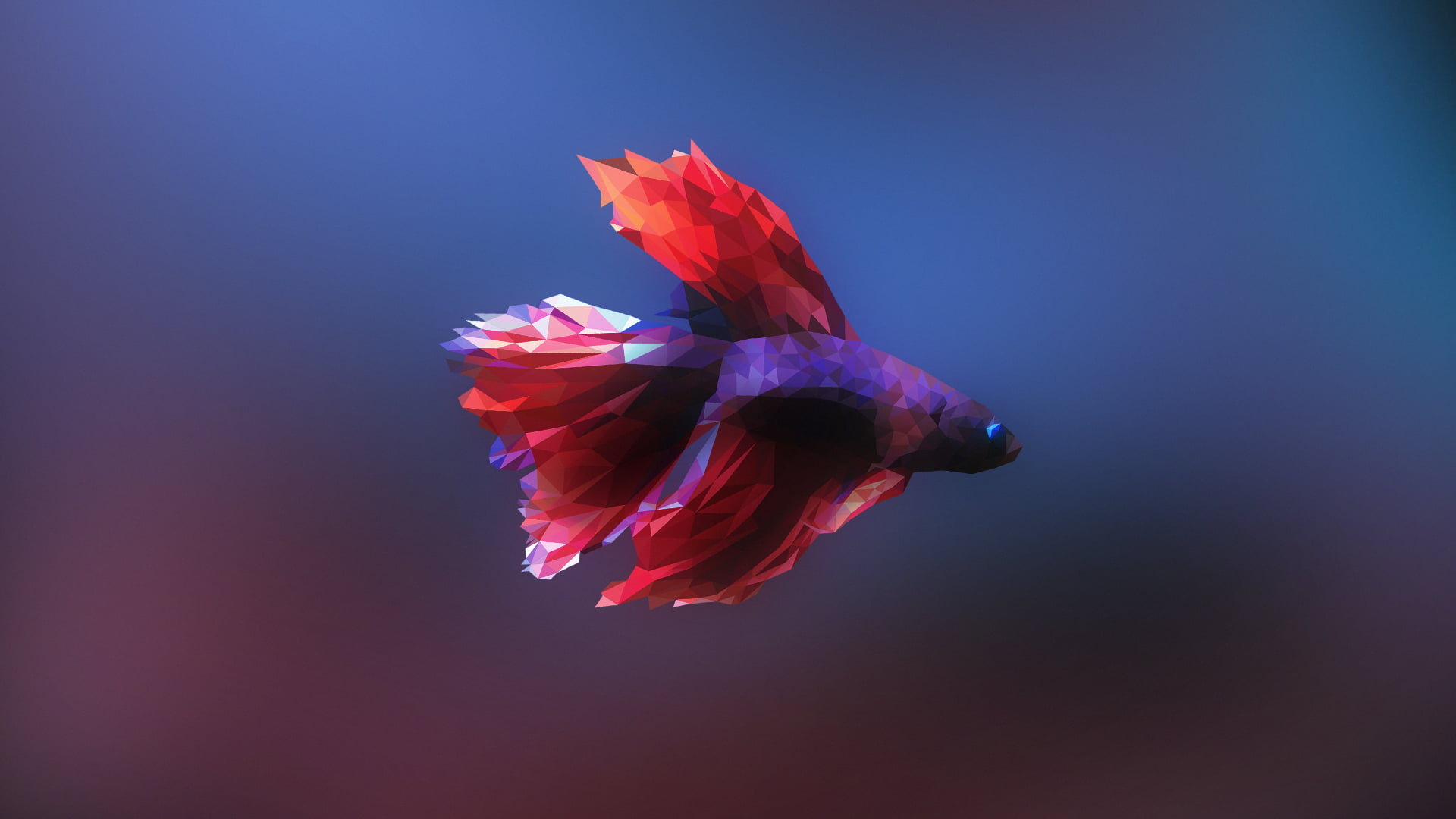 red and purple betta fish illustration Siamese fighting 2k