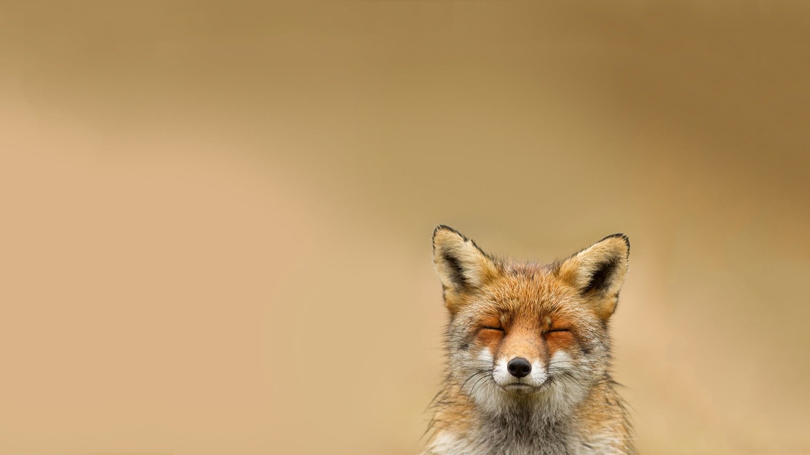 red fox animals smiling simple background nature one animal 2k