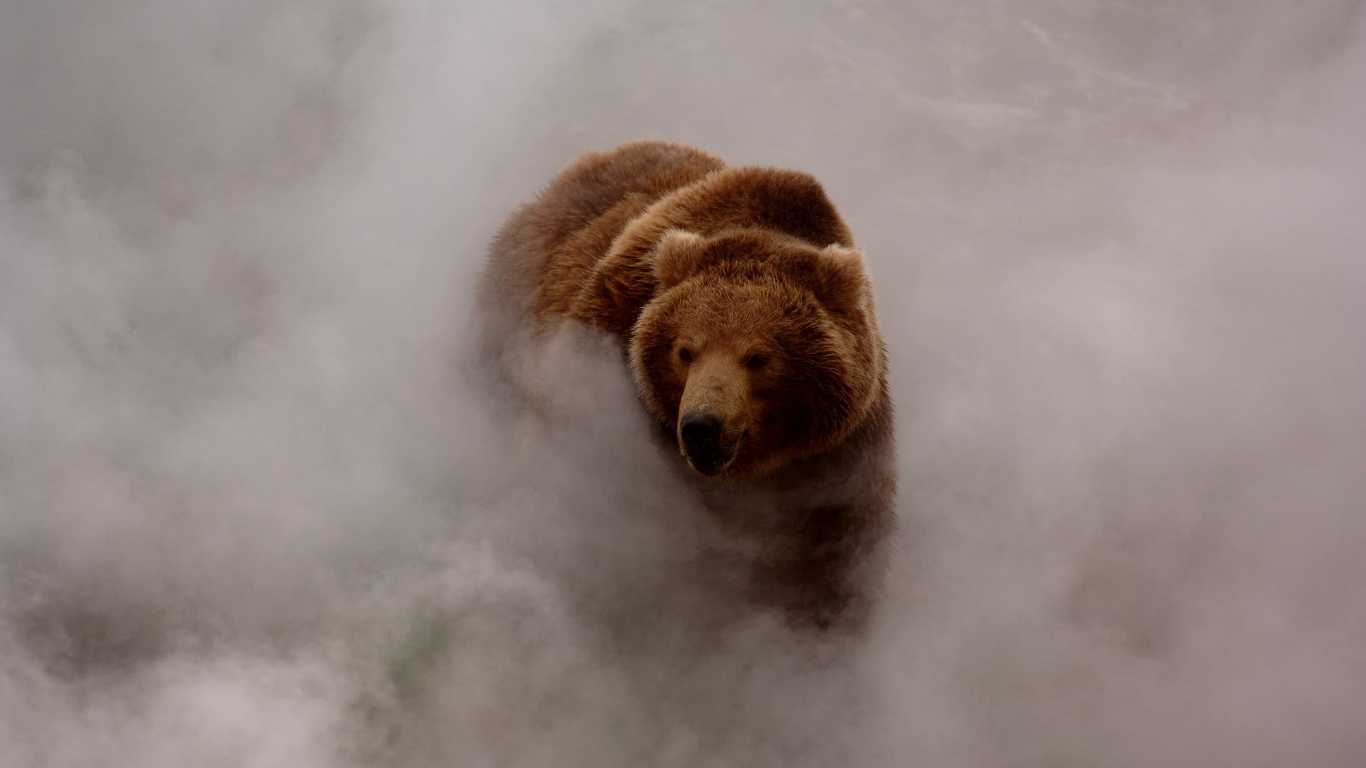 animals mist nature bears smoke dust Grizzly bear wildlife 2k