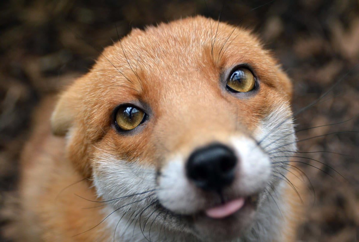 brown fox closeup photo of animals nature mammal cute