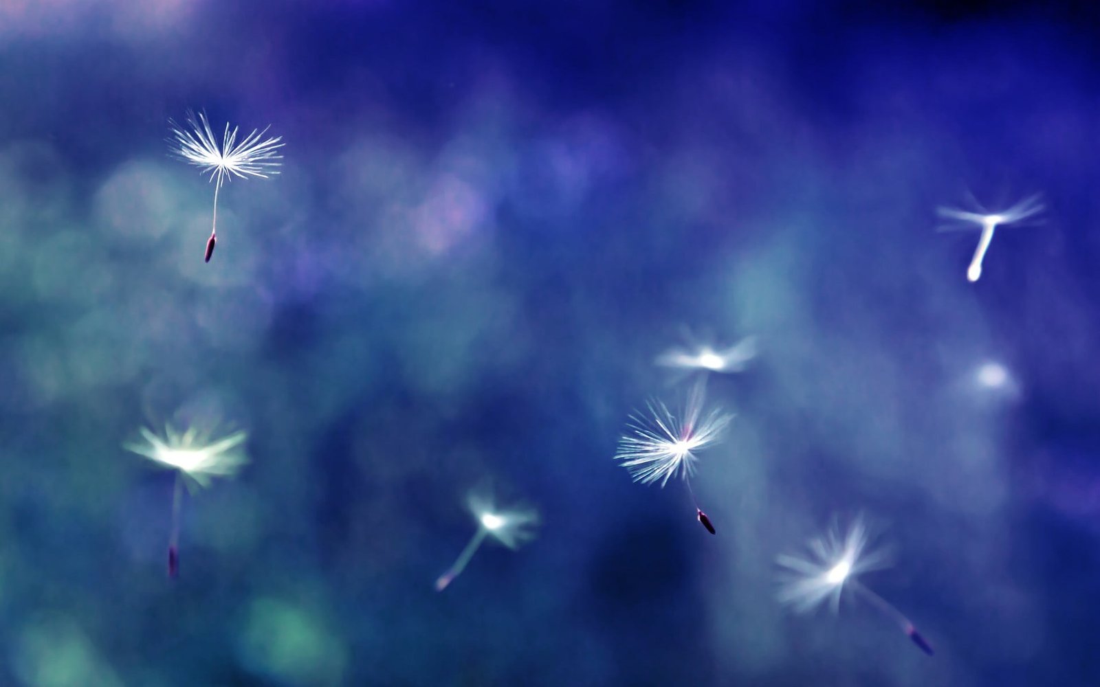 dandelion seeds closeup nature flowers firework flying motion 2k