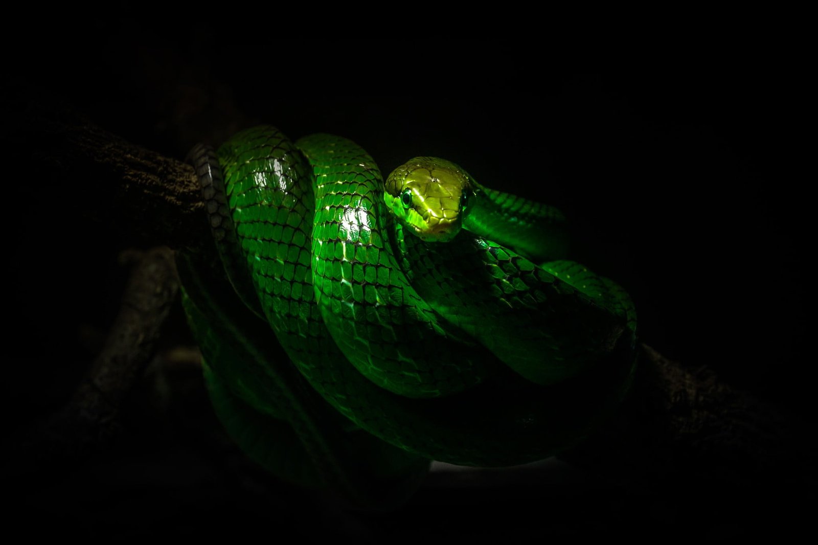 green and black plastic toy nature snake reptiles wildlife 2k