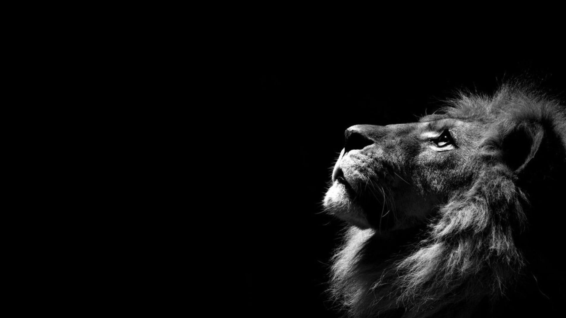 lion simple background minimalism monochrome animals animal themes 2k