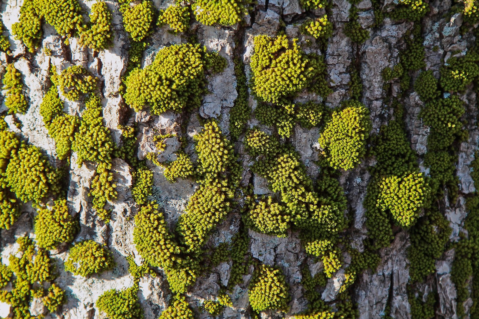 tree moss abstract 2k 4k 5k