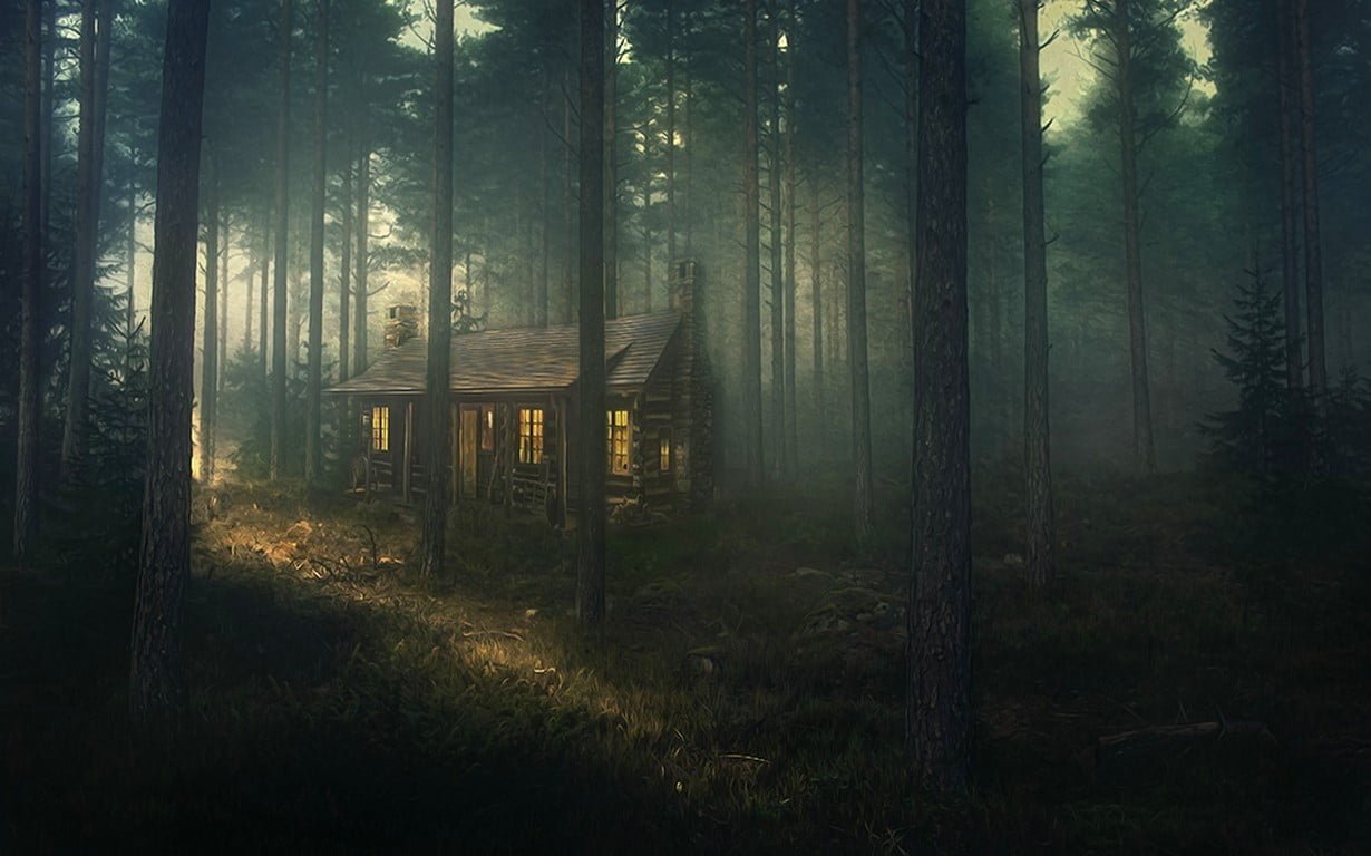nature landscape forest mist grass sunset trees atmosphere