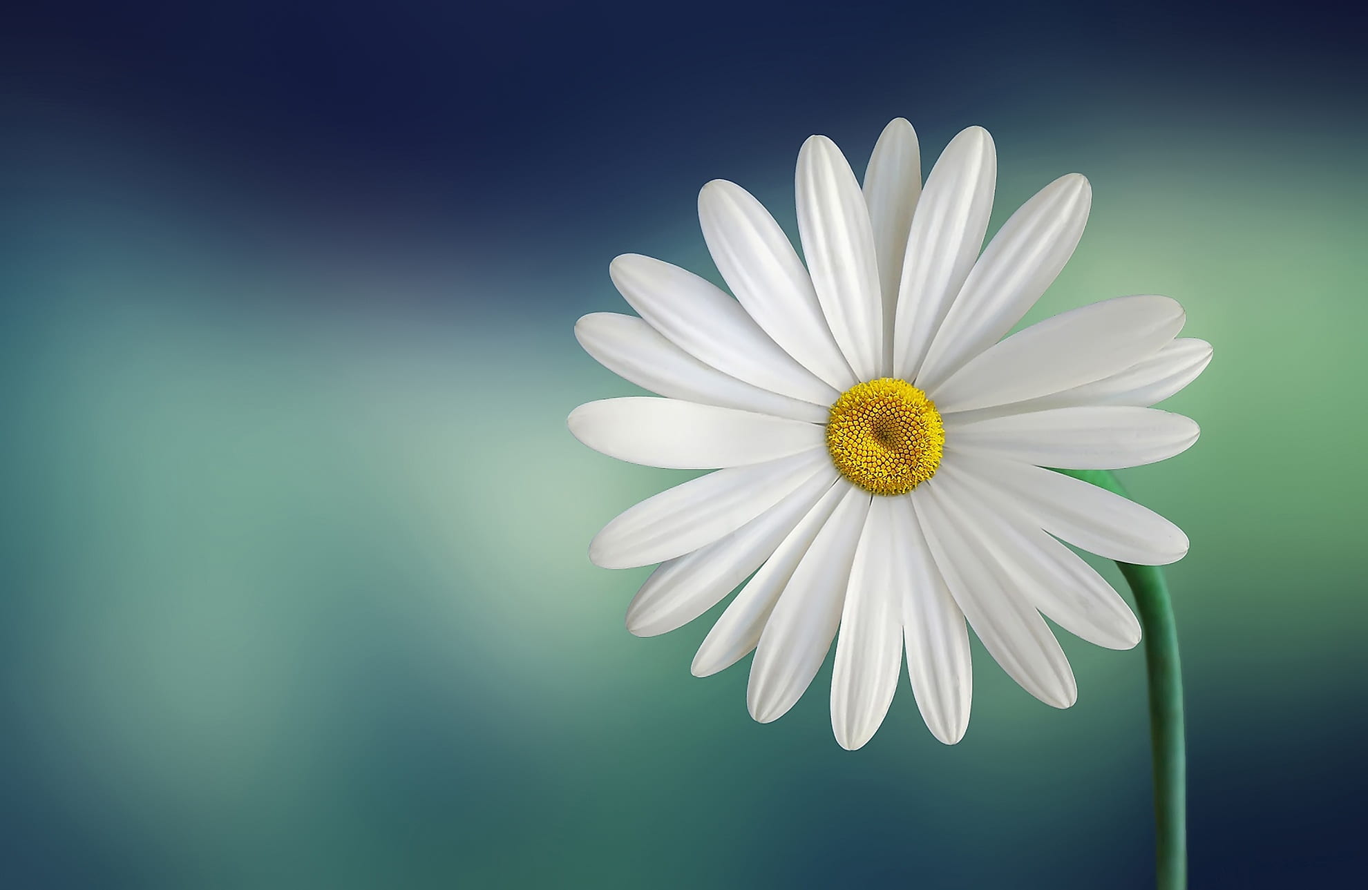 white daisy macro photography marguerite beautiful beauty 2k
