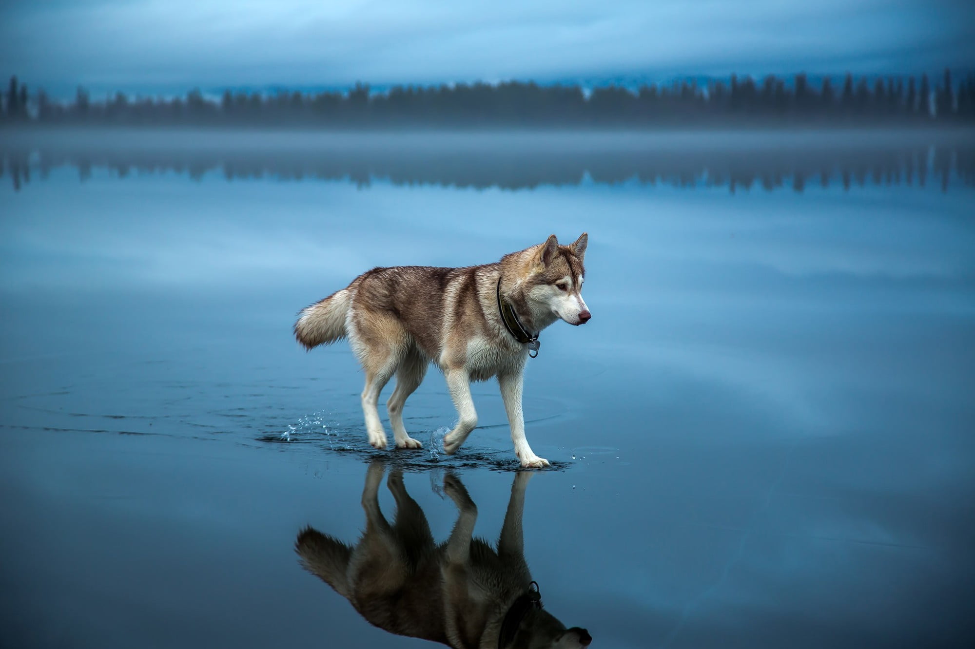 adult brown and white Alaskan malamute Siberian husky on body of water 27 2k