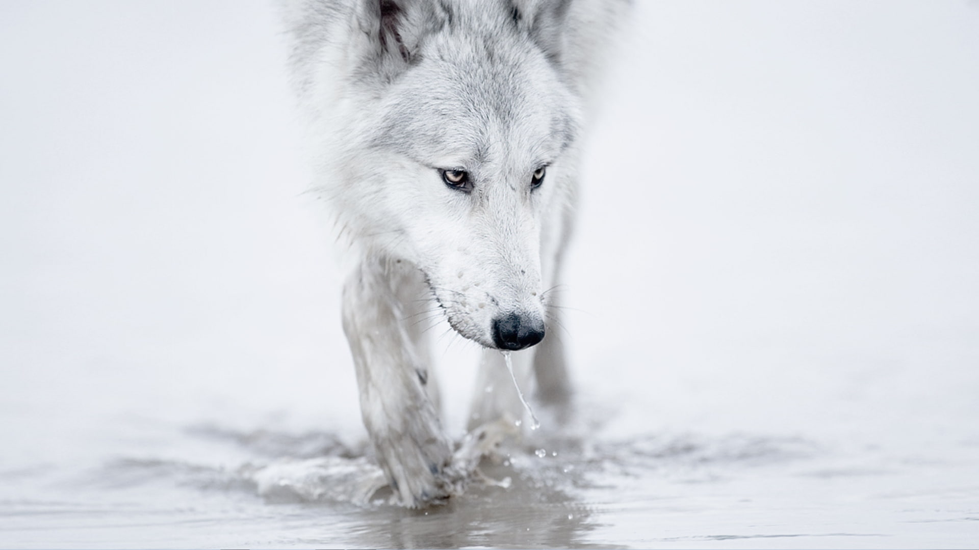 winter snow white wolf arctic Nature Winter HD Art 2k