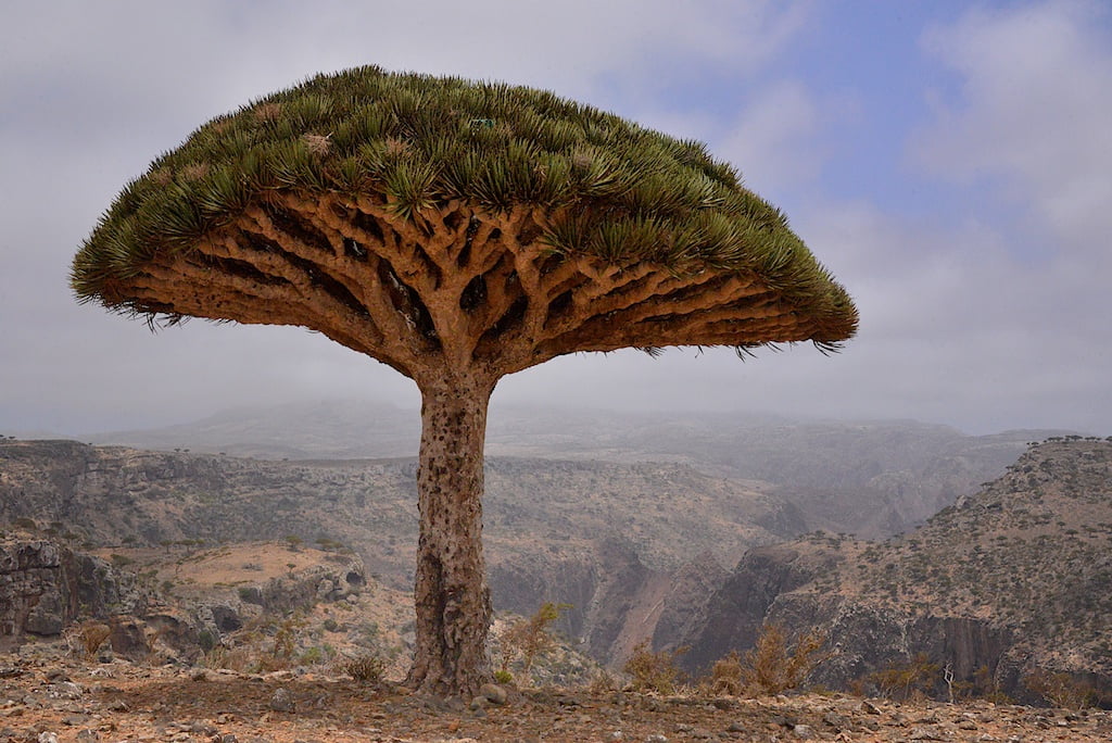 brown and green tree Dragon's Blood Tree Socotra Island yemen