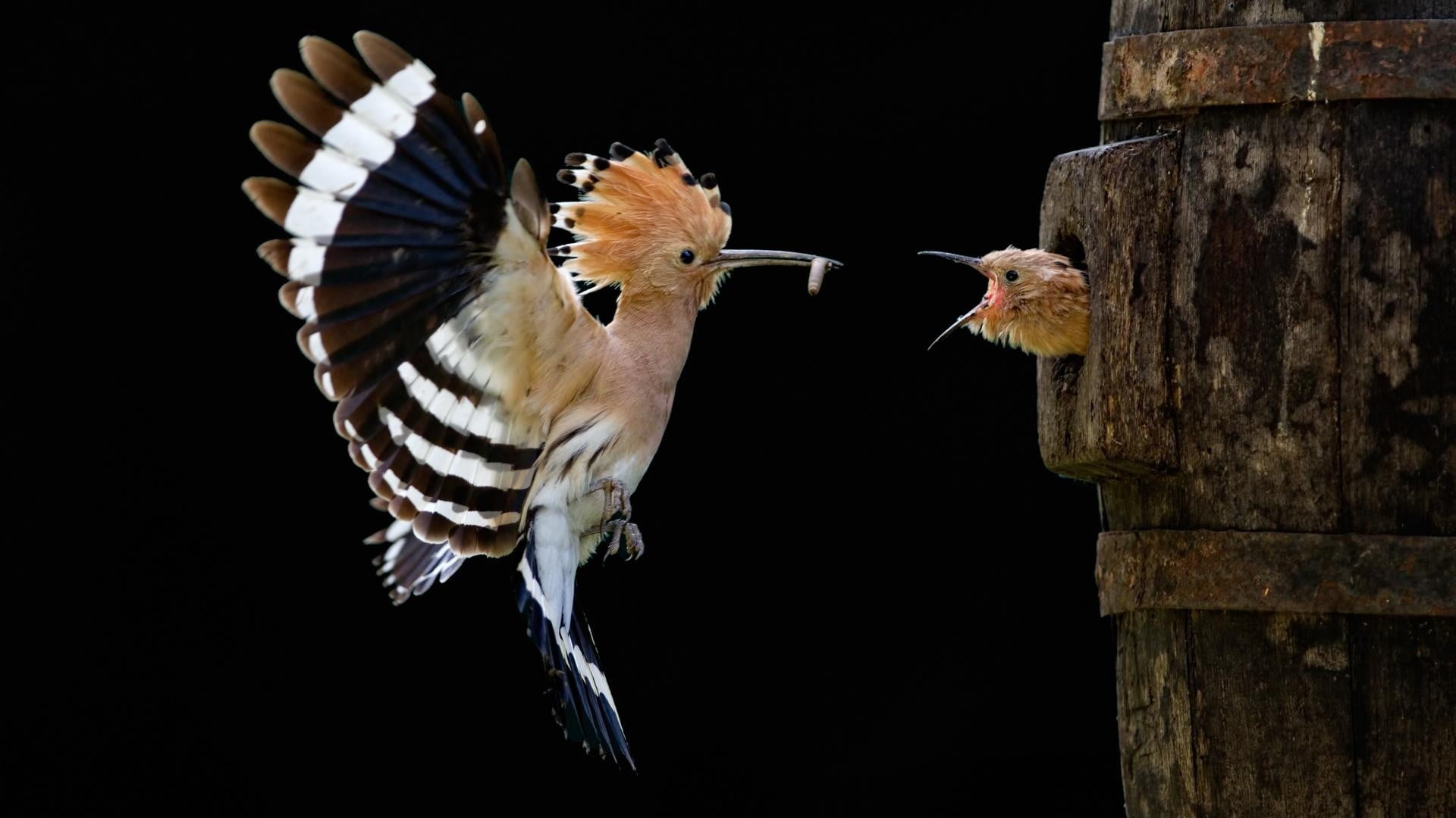 brown white and black bird nature animals birds hoopoes 2k