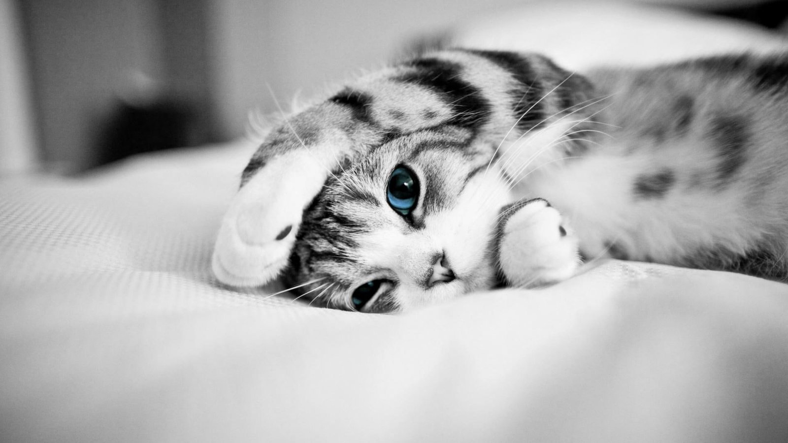 cat kitten feline animal domestic fur pet kitty 2k