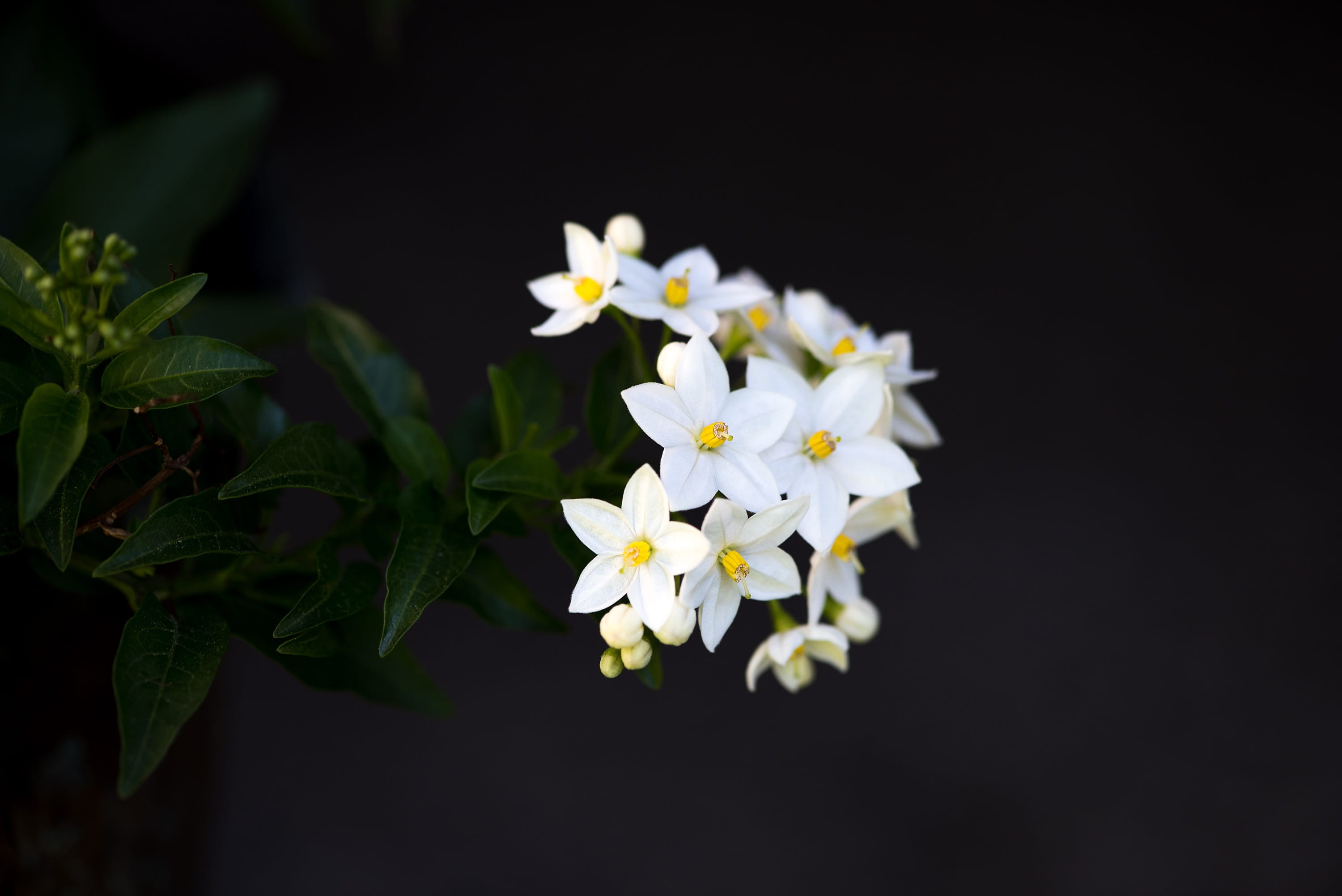 closeup photo of white petaled flowers clustered plant blossom 2k