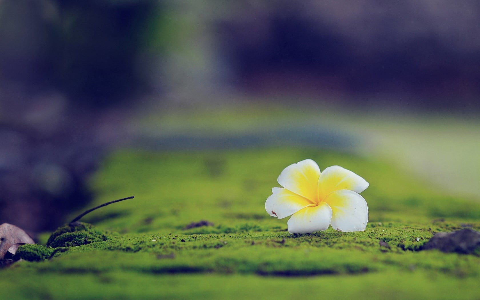 focus photo of yellow and white flower shallow photography petaled on green mossy ground 2k