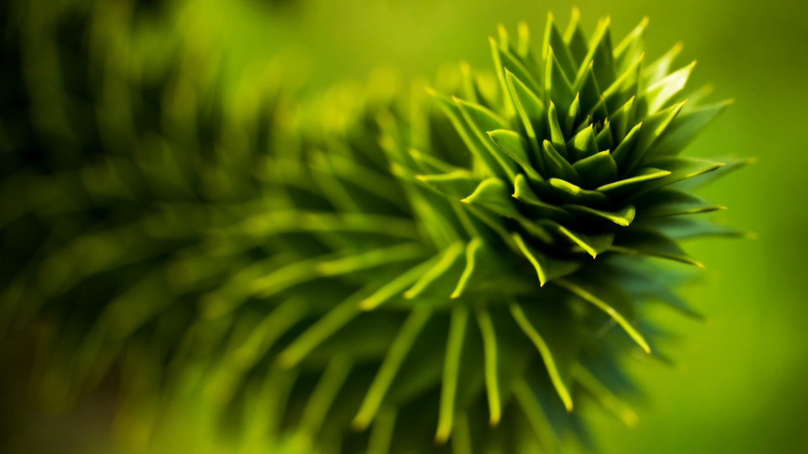 focus photography of green leaf plant nature plants succulent 2k