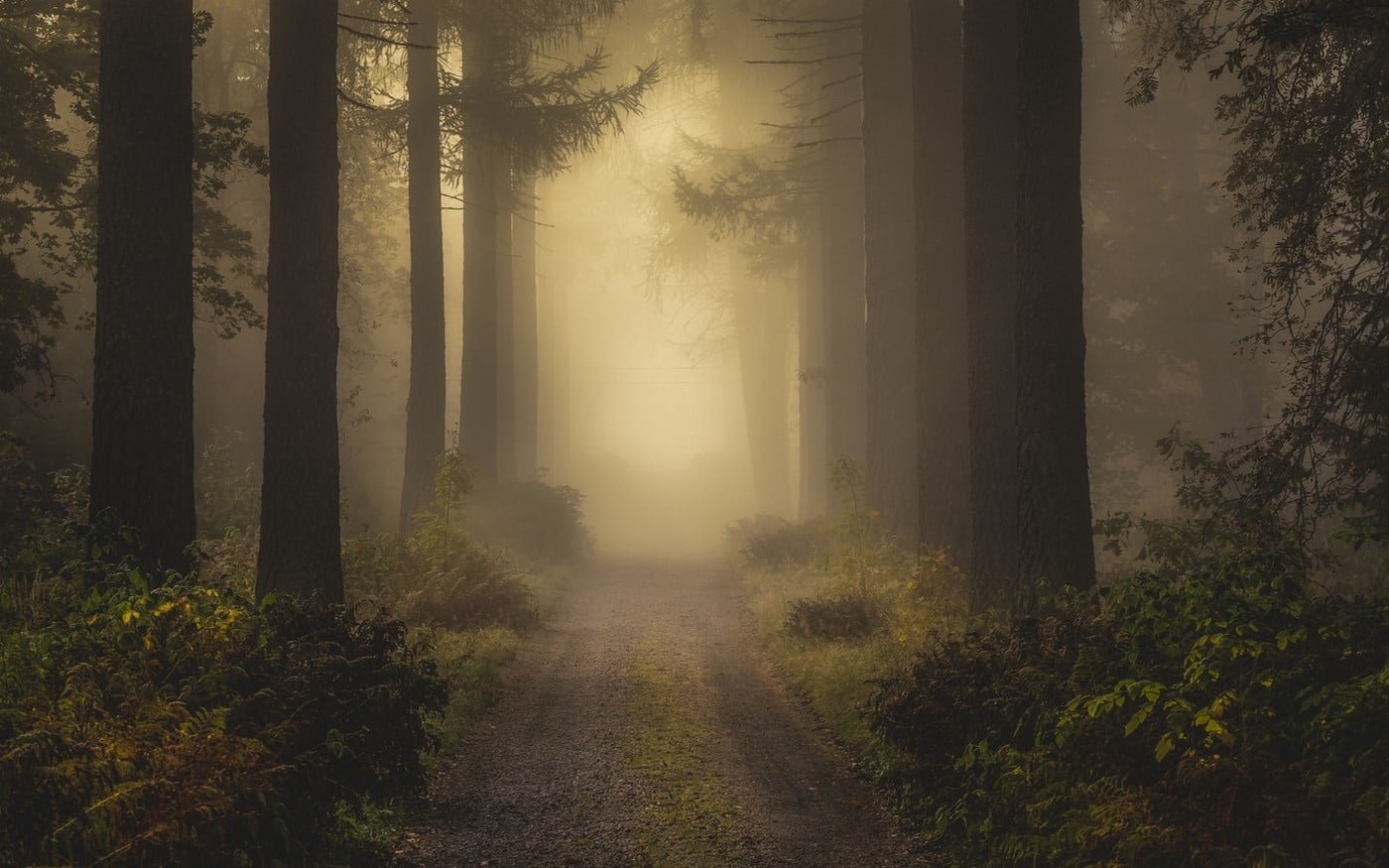 alley in between trees covered with fogs digital wallpaper road forest during foggy time