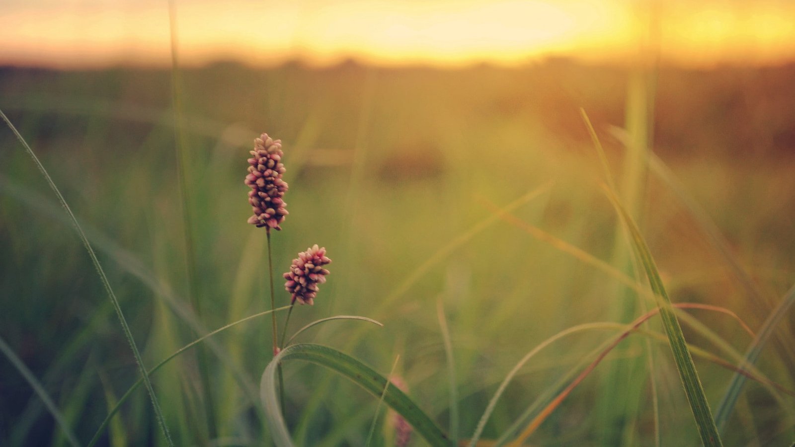 grass field plant wheat summer meadow sky spring landscape 2k