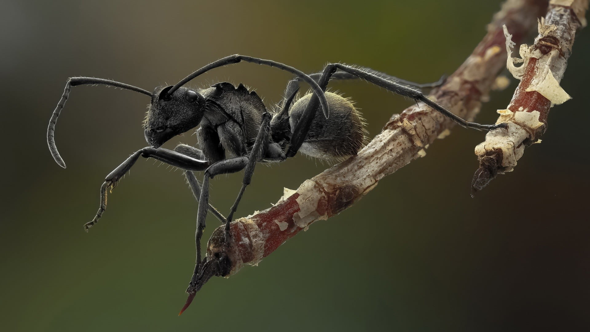 black ant ants macro insect animals nature close up wildlife 2k