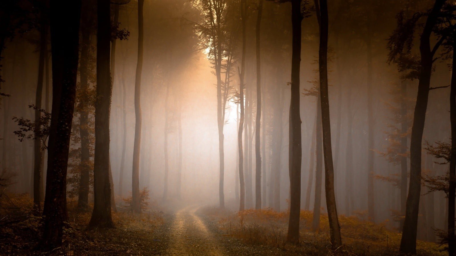 green leaf trees nature landscape forest branch dirt road 2k