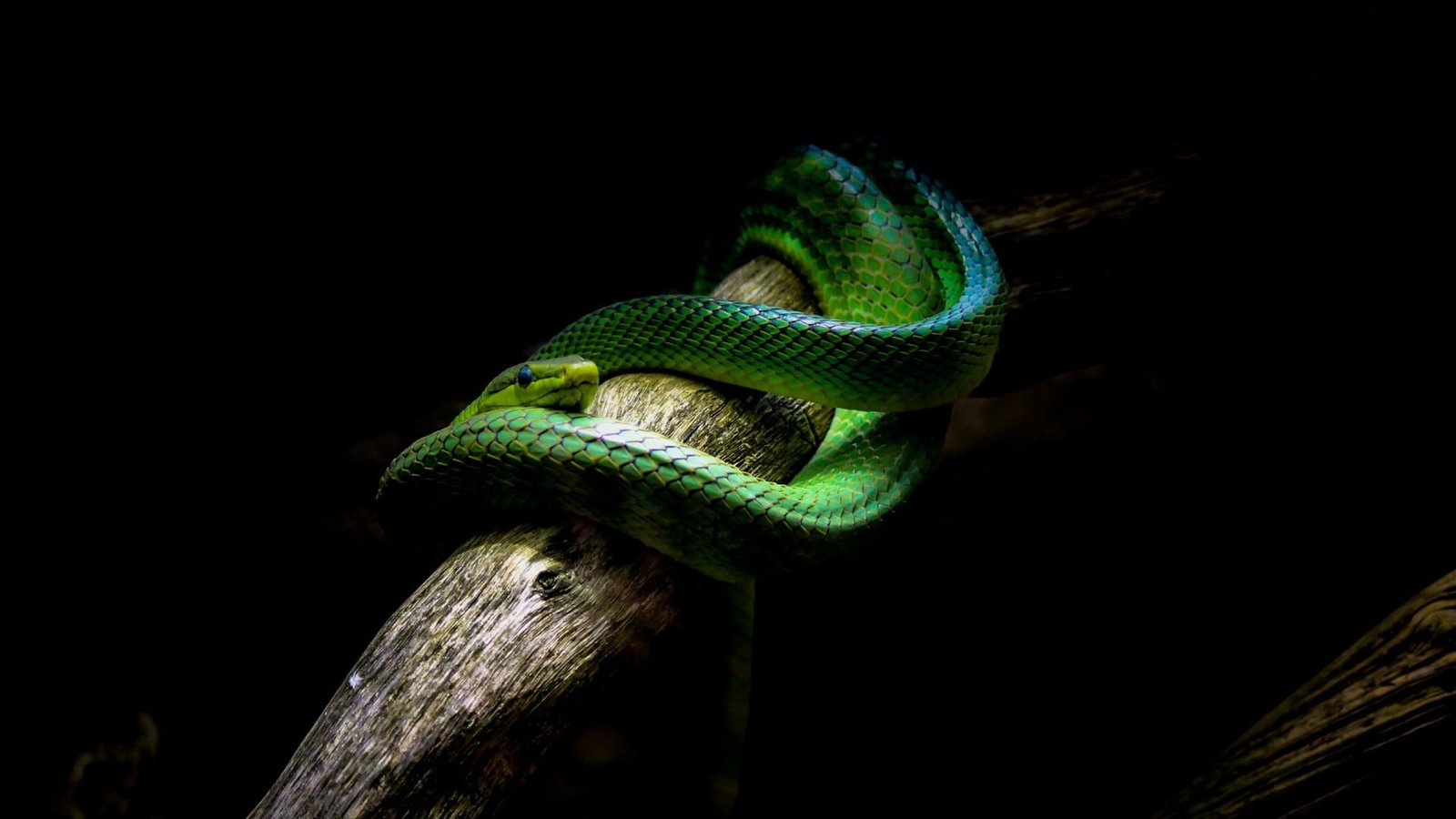 green snake nature animals vipers branch black background 2k