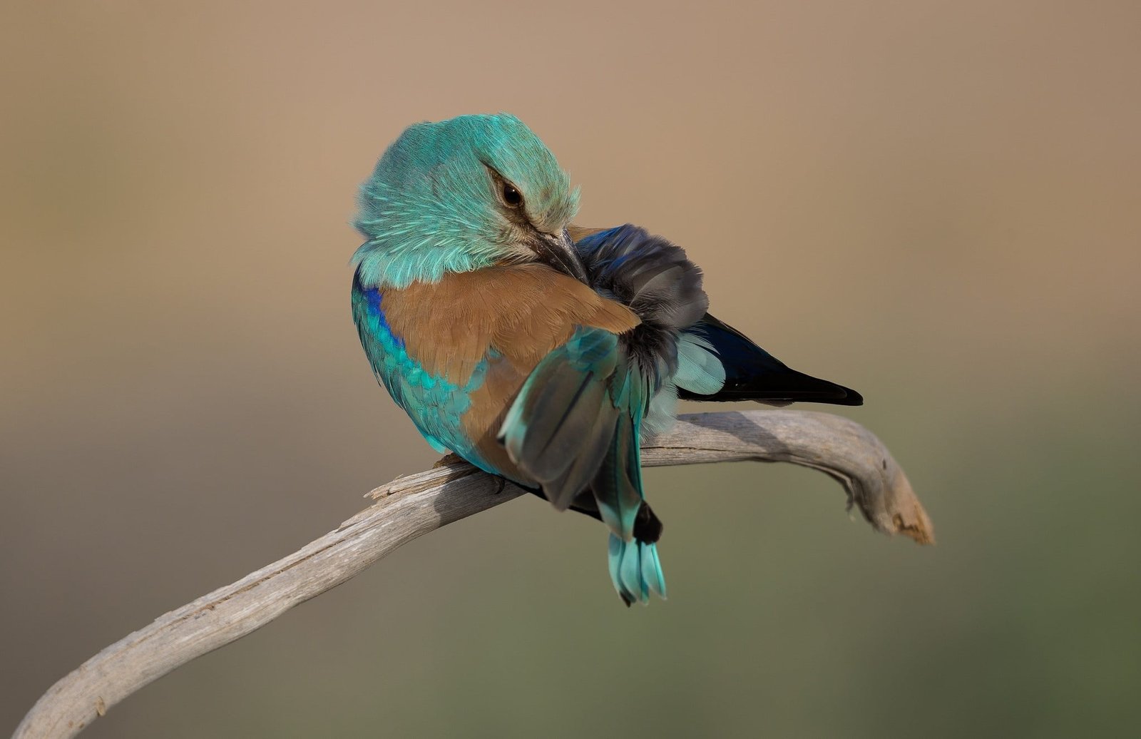 Indian roller bird animals nature birds animal wildlife themes 2k