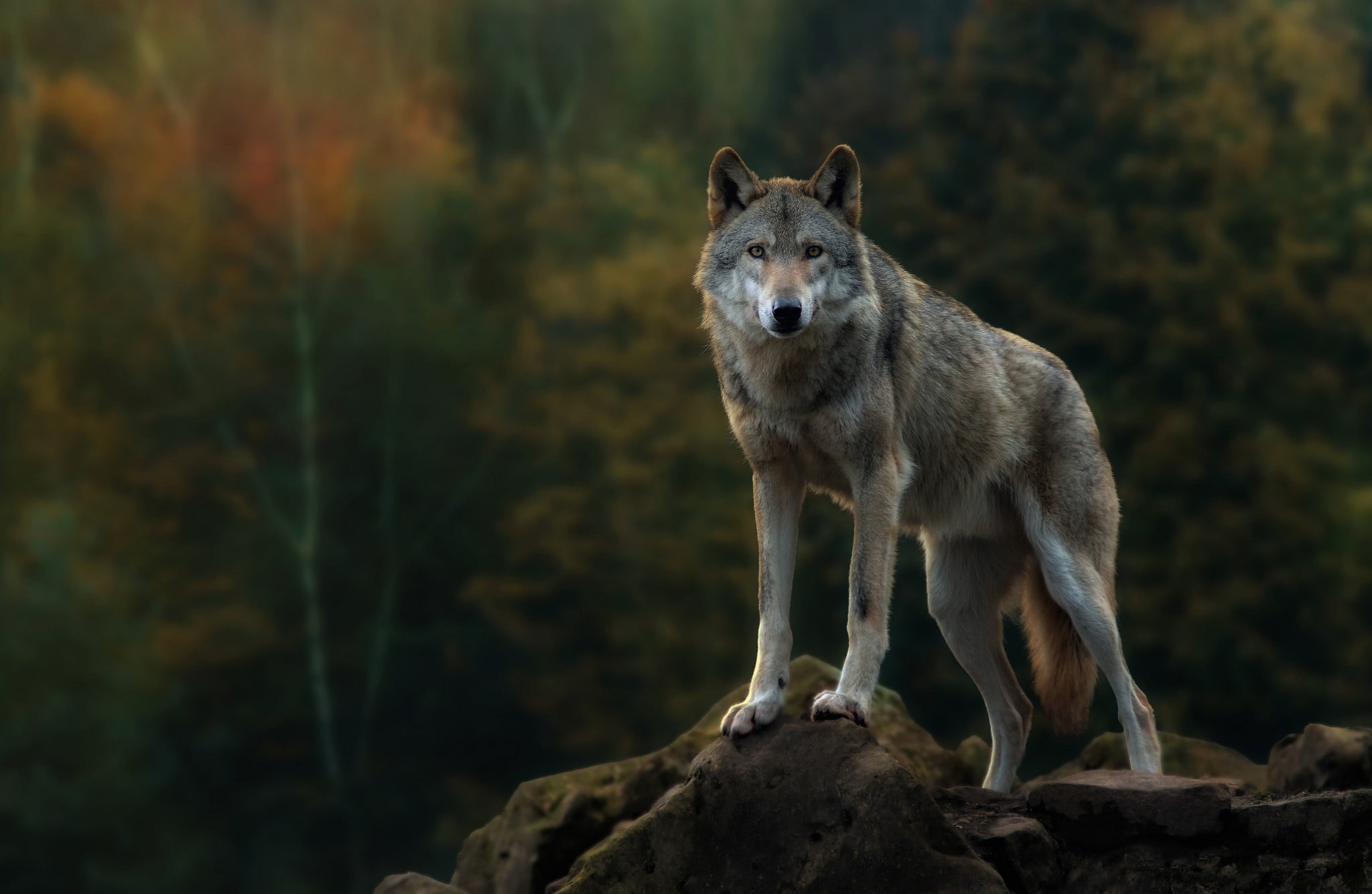 gray wolf animals nature animal themes wildlife one 2k