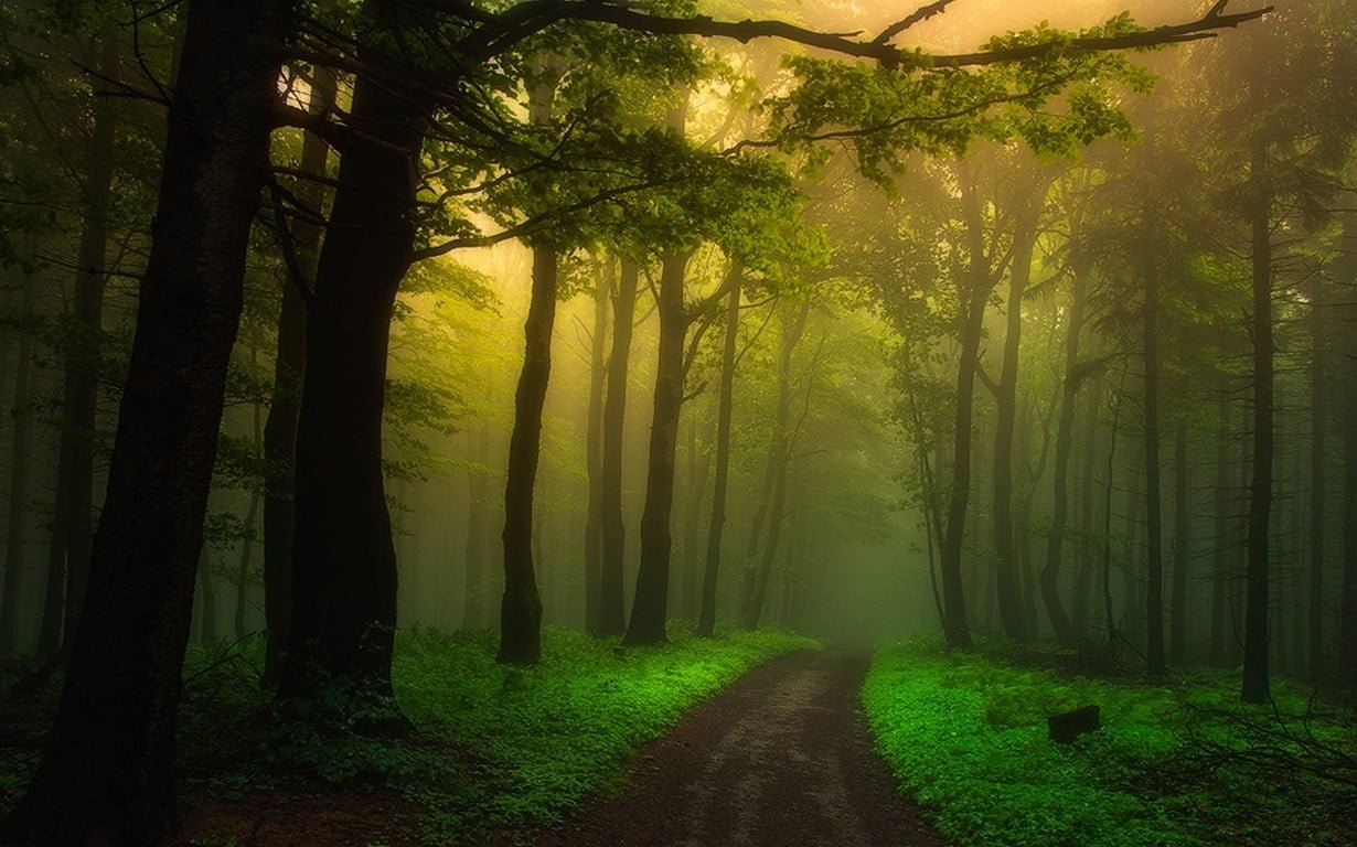 green forest nature landscape dirt road mist path trees