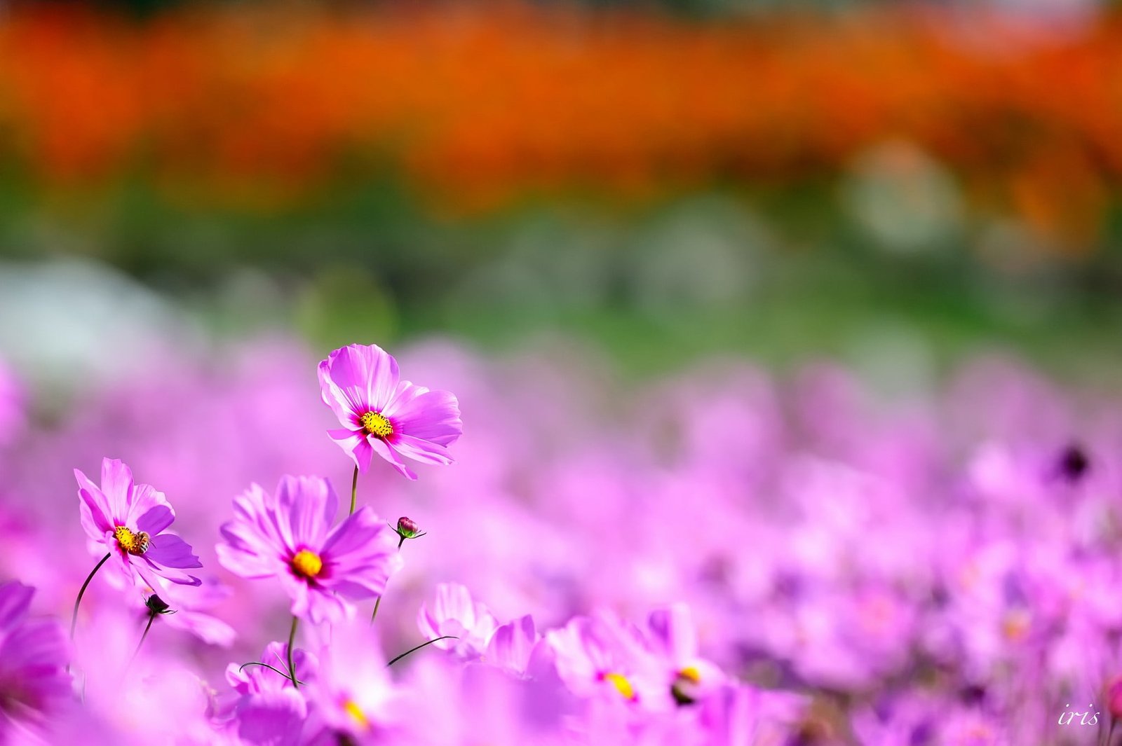 pink and white petaled flowers nature Cosmos flower plants 2k