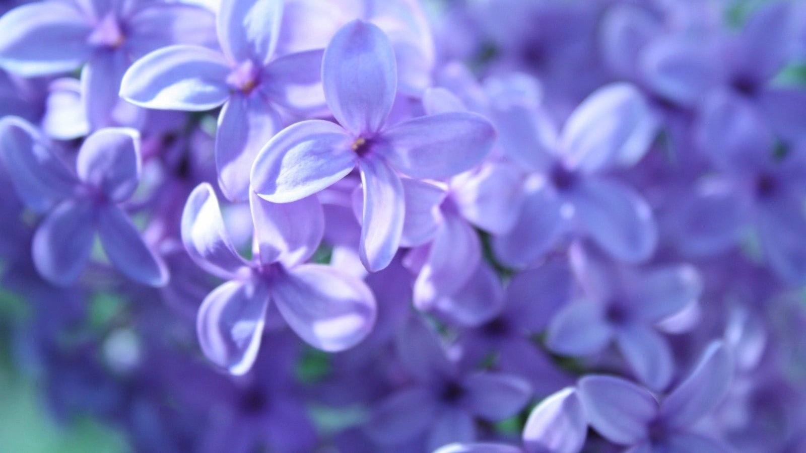 purple and white petaled flower lavender flowers violet macro 2k