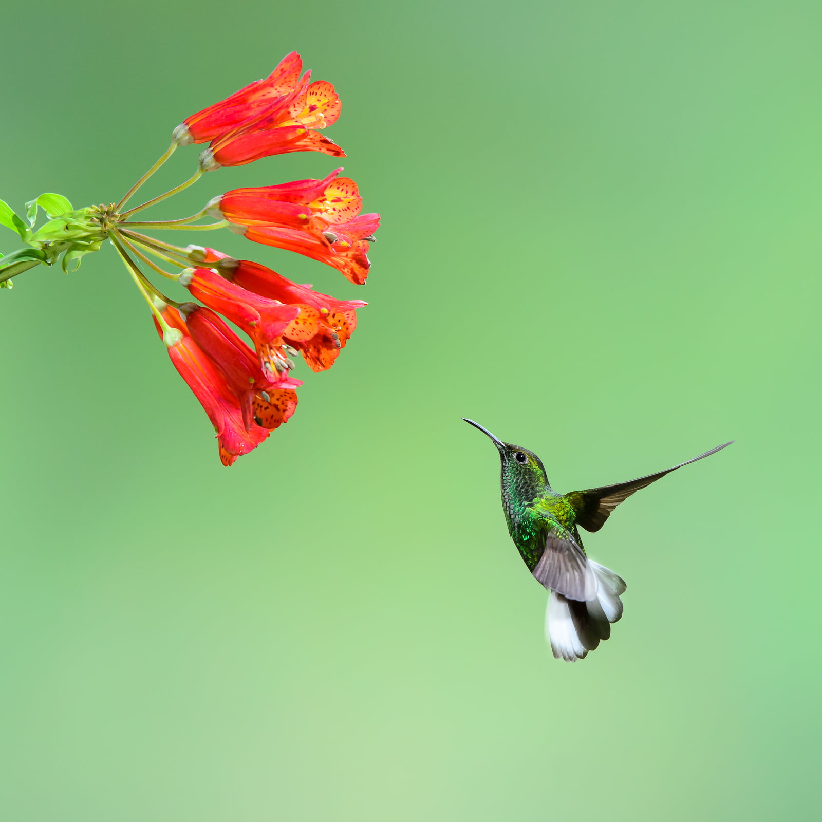 shallow focus photography of humming bird near red flowers hummingbird 2k
