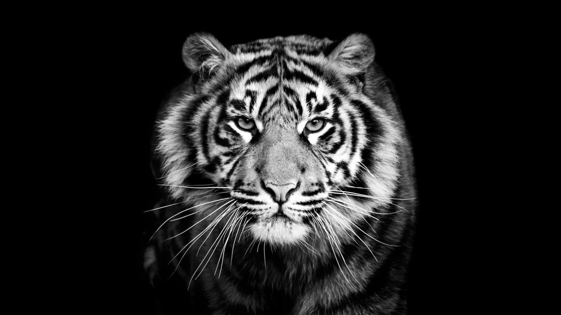 tiger black and white wildlife monochrome photography 2k